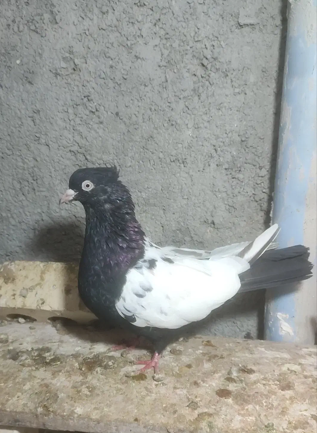 کفتر یا کبوتر|پرنده|چناران, |دیوار