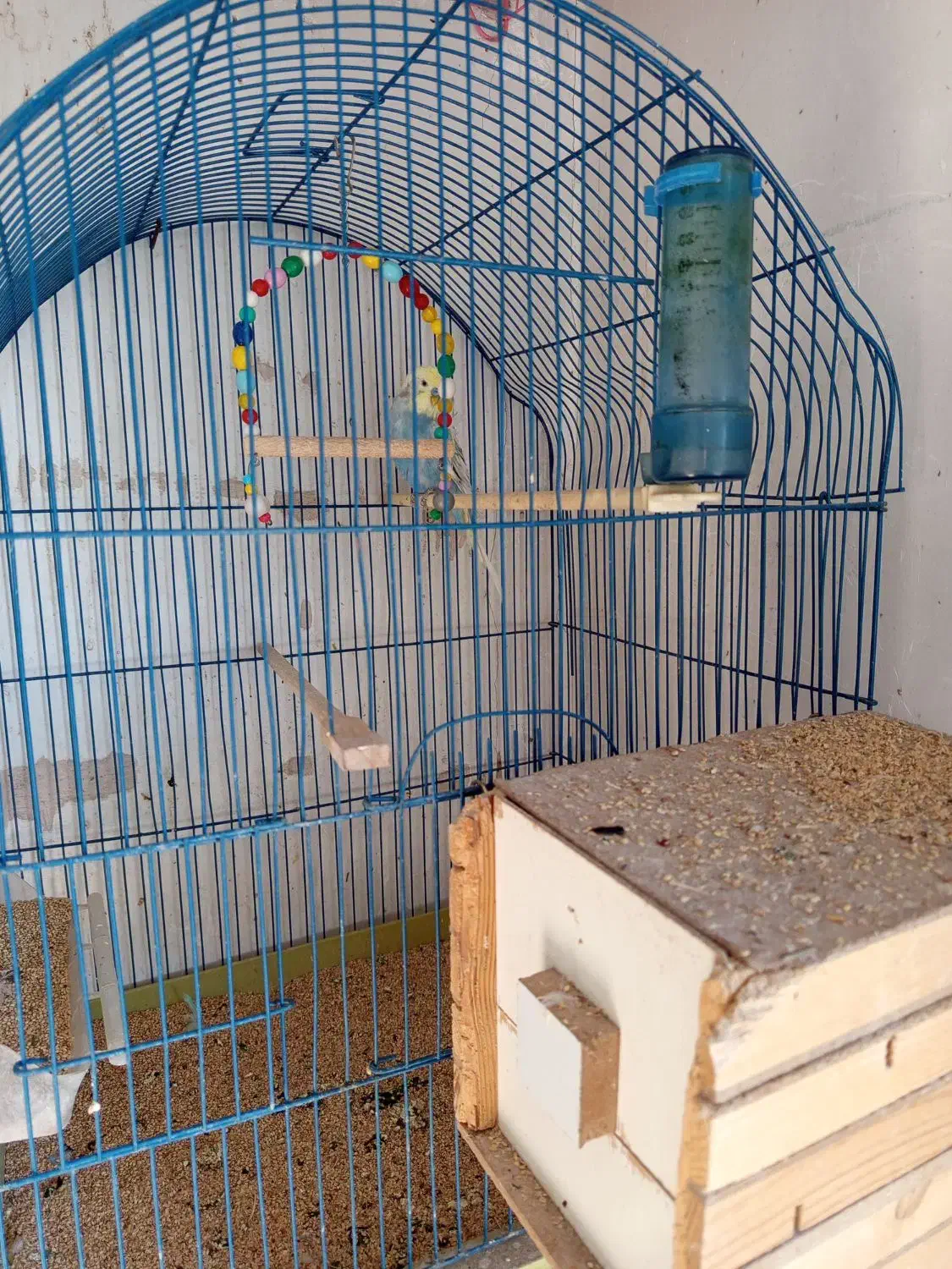 مرغ عشق های مولد با قفس|پرنده|سقز, |دیوار