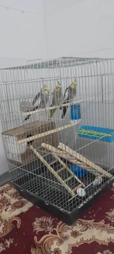 عروی هلندی ،|پرنده|شادگان, |دیوار