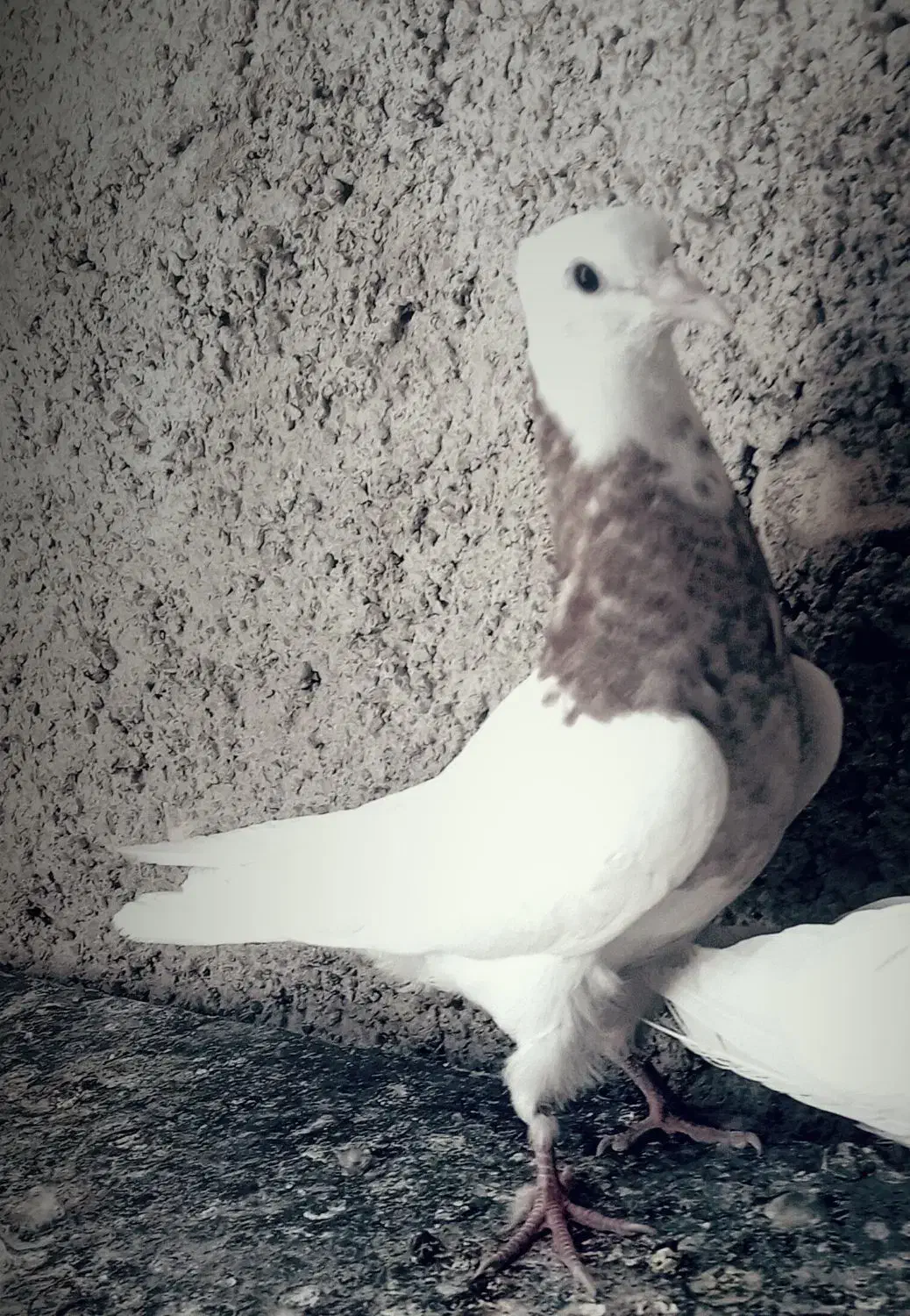 کبوتر|پرنده|نورآباد, |دیوار