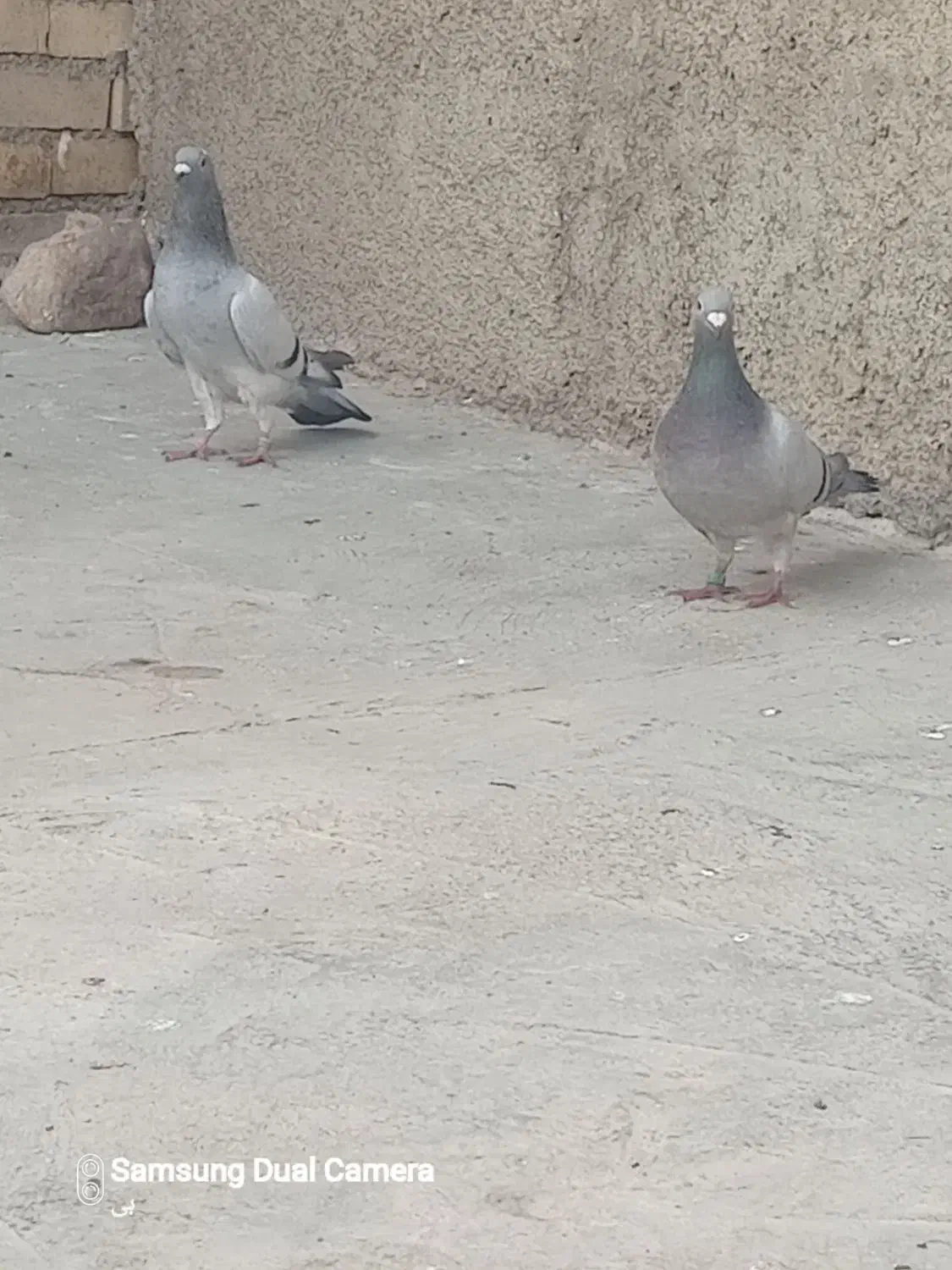 کبوتر|پرنده|مزرعه کتول, |دیوار