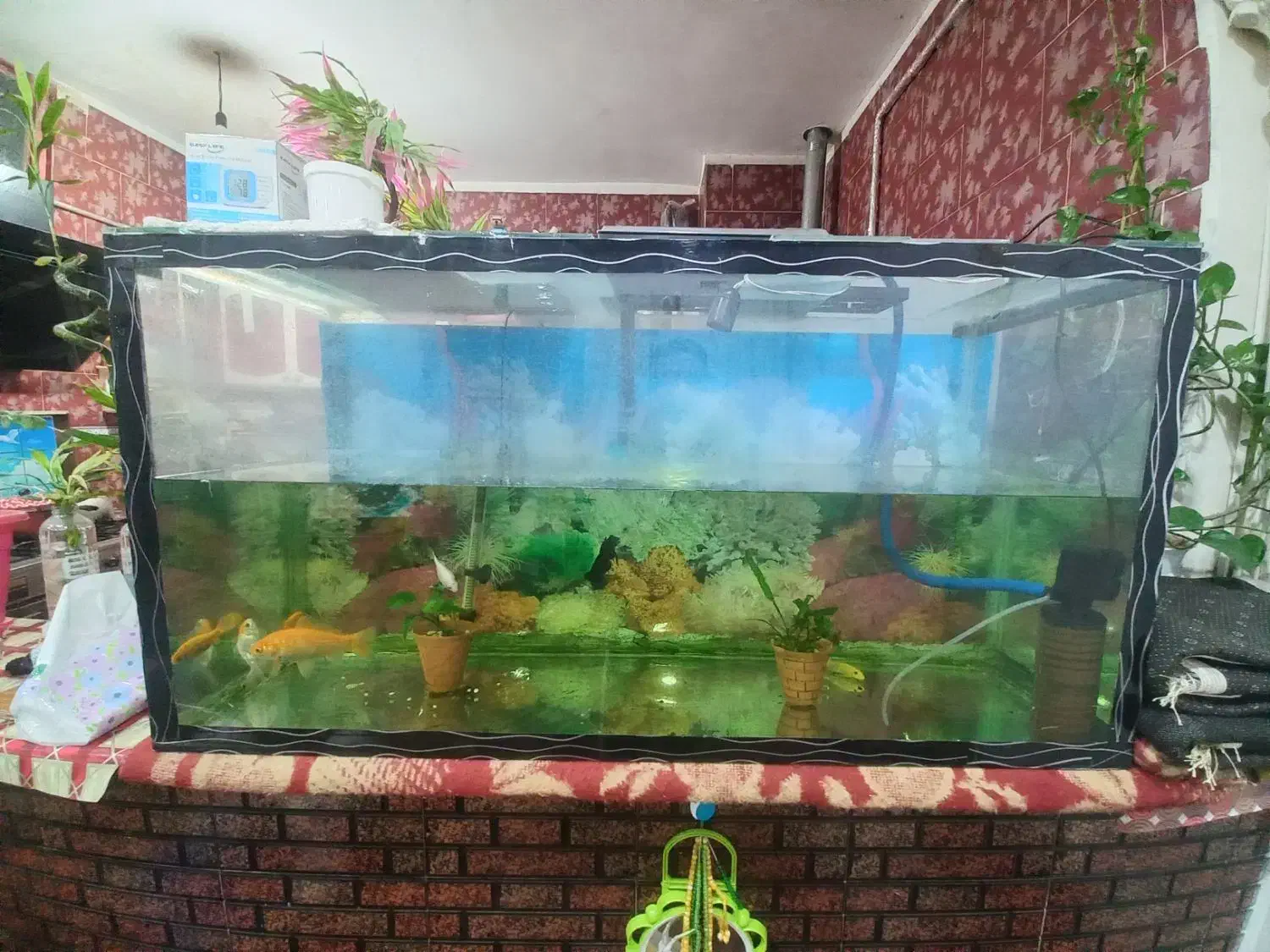 آکواریوم|ماهی|خرمشهر, |دیوار