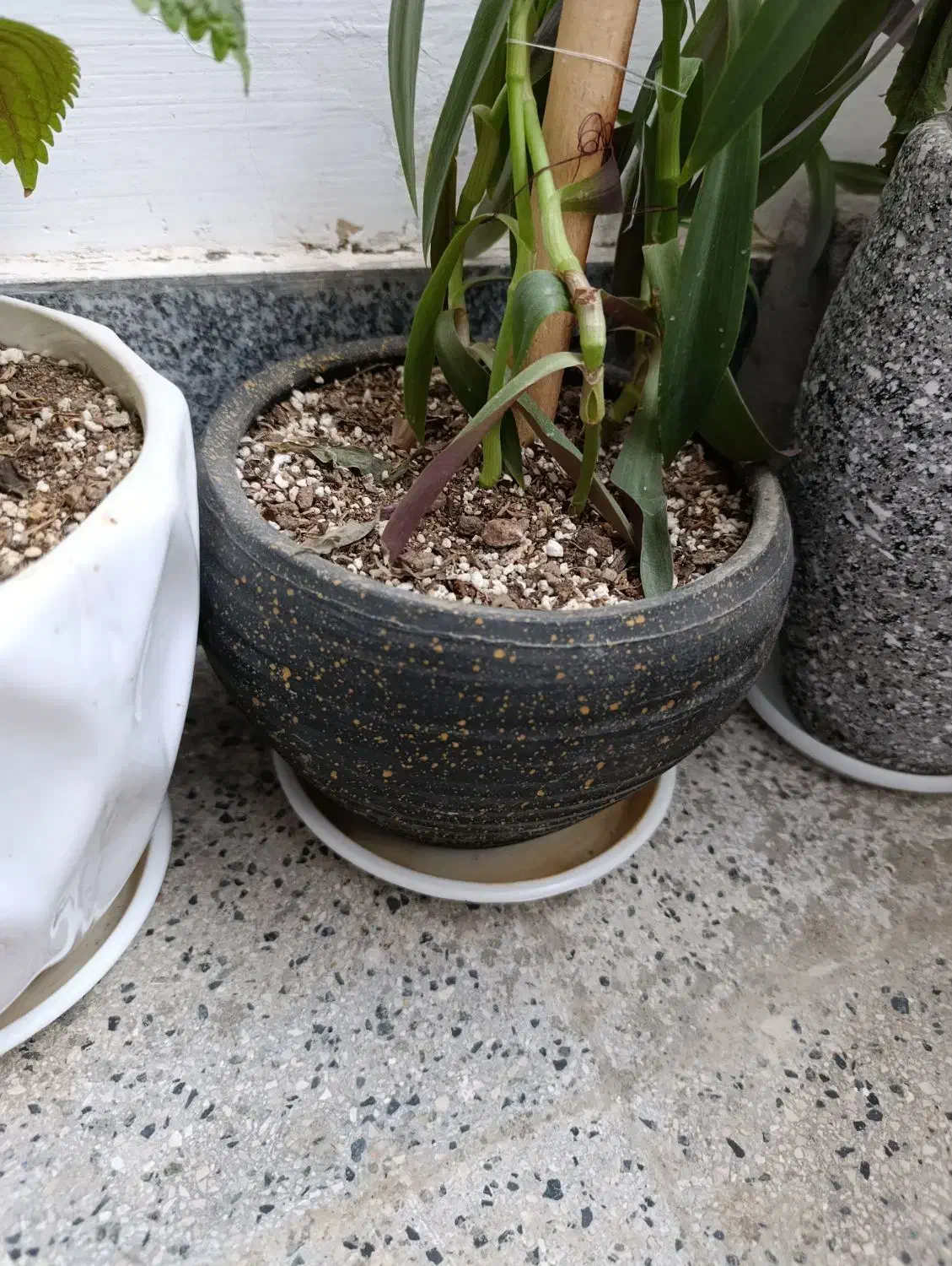 گلدان سالم بزرگ و کوچک|گل و گیاه طبیعی|گلبهار, شهر جدید گلبهار|دیوار