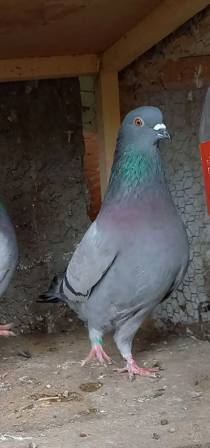 فروش کبوتر|پرنده|کوهیخیل, |دیوار