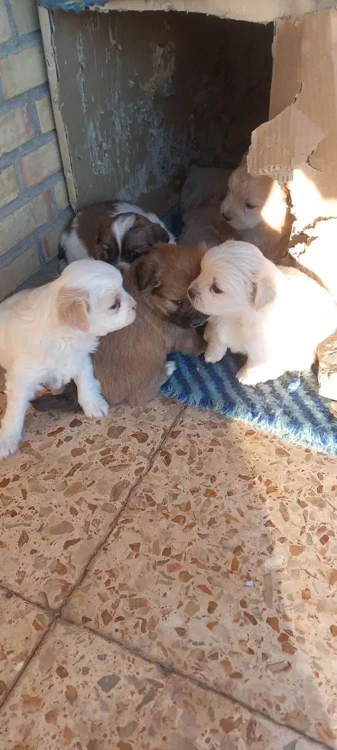 توله|سگ|سیرجان, |دیوار