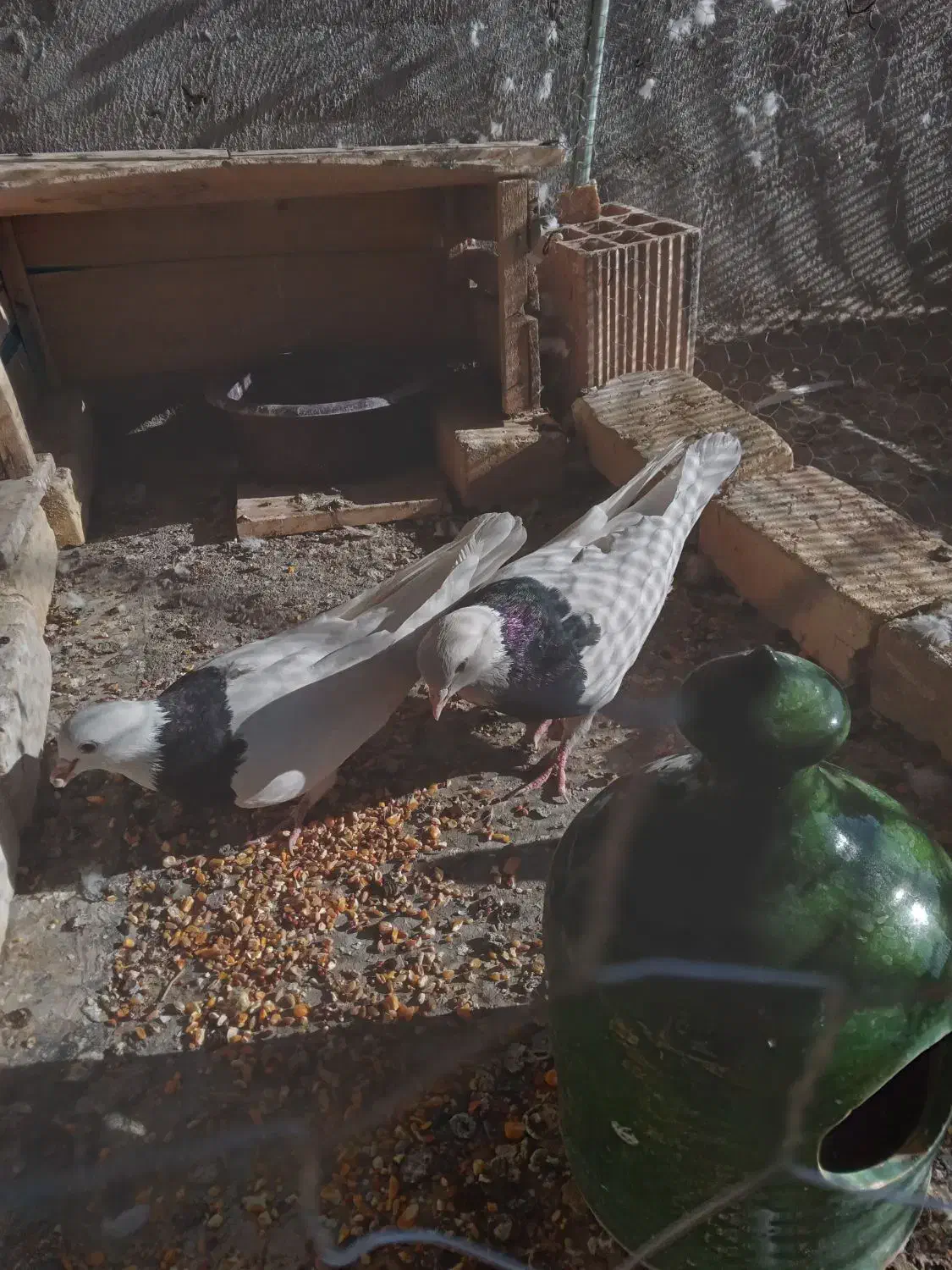 ۷ عدد کبوتر ۵عددطوقی ۲عدد دم سیاه ۲.۷۰۰.۰۰۰|پرنده|شهر بابک, |دیوار