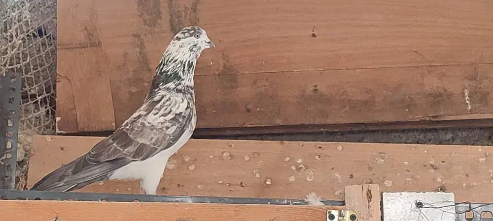 کبوتر نر|پرنده|لاهیجان, پردسر|دیوار