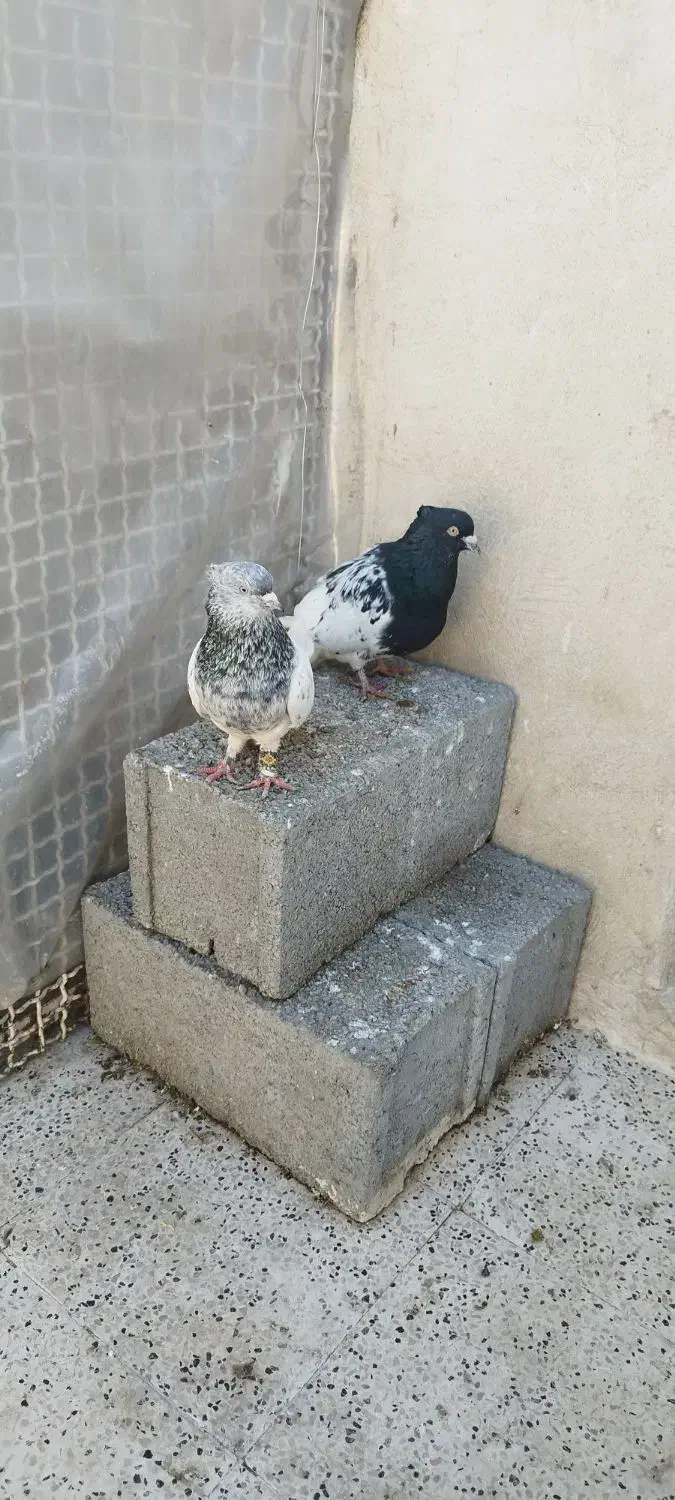 کله|پرنده|مشهد, مشکینی (شهرک غرب)|دیوار