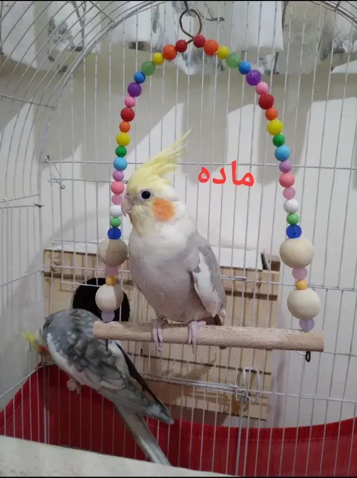 عروس هلندی نر و ماده جفت|پرنده|محمدشهر, ولدآباد|دیوار