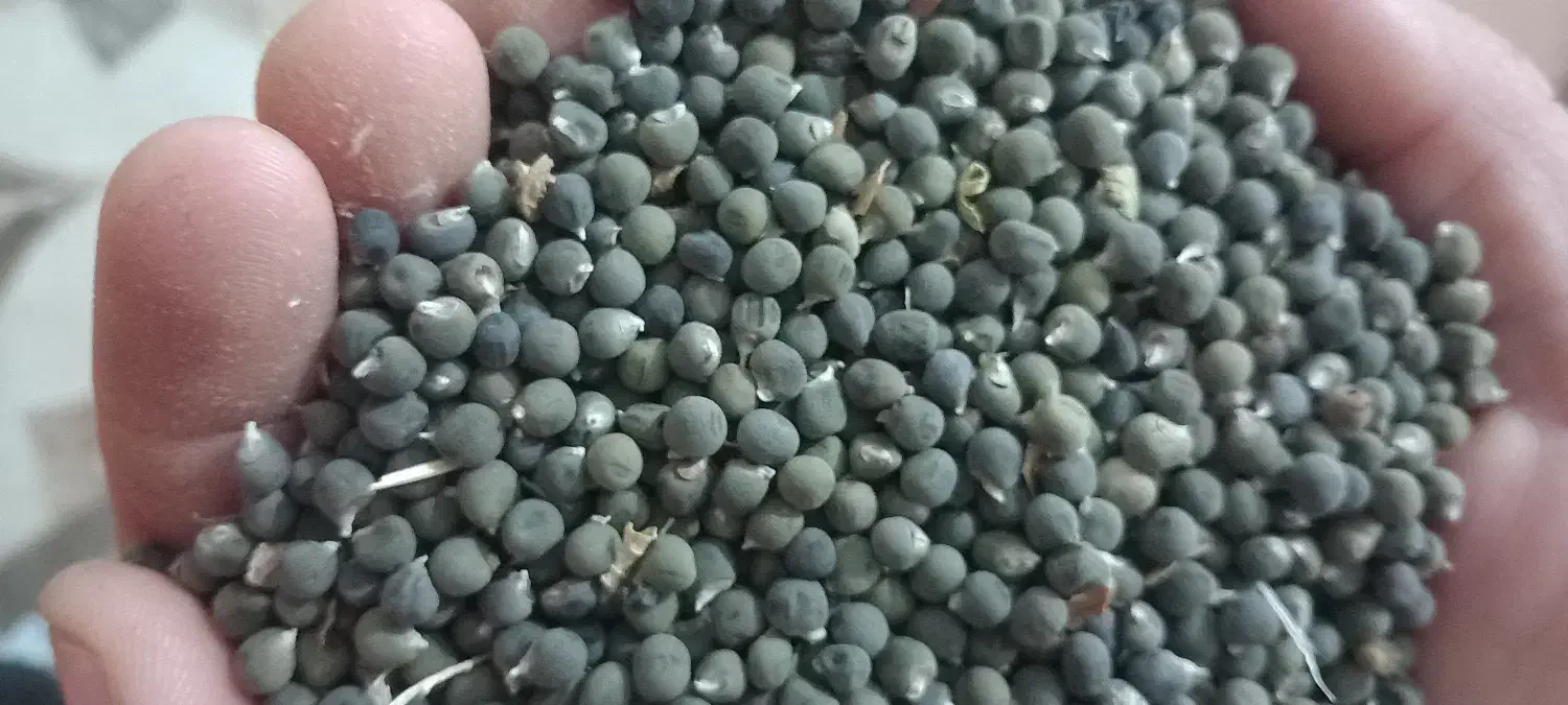 اهواز مسیر تصفیه شکر|خوردنی و آشامیدنی|باوی, |دیوار