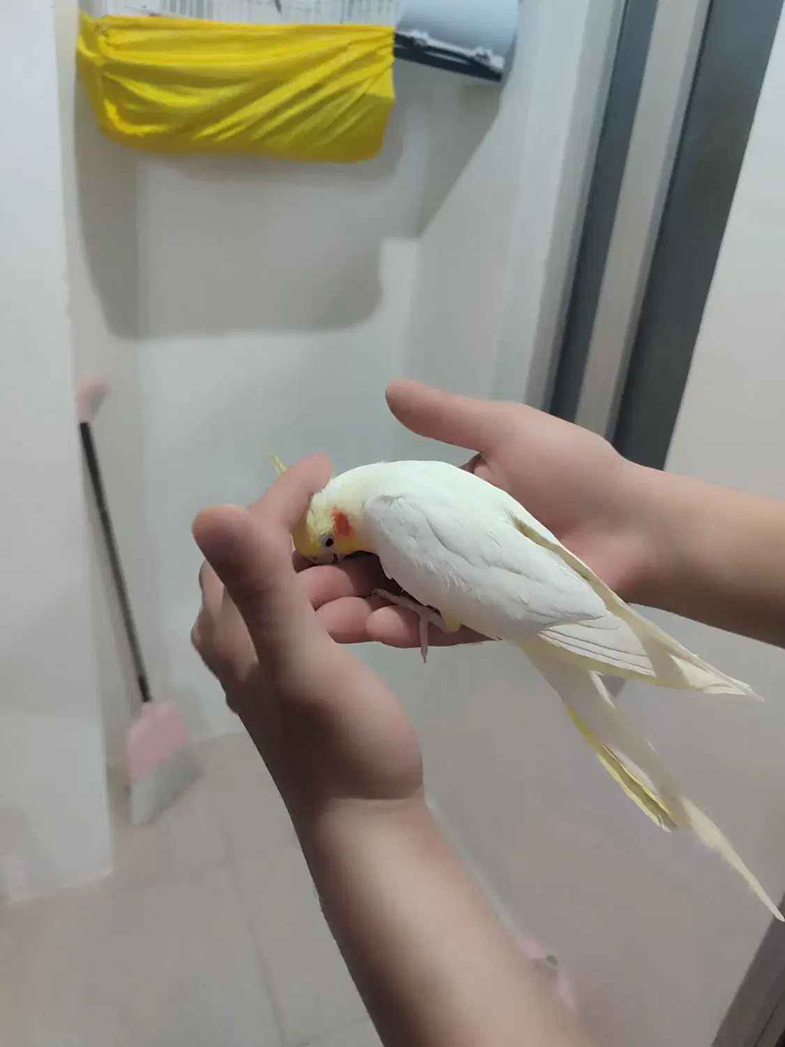 پرنده|پرنده|عنبران, |دیوار