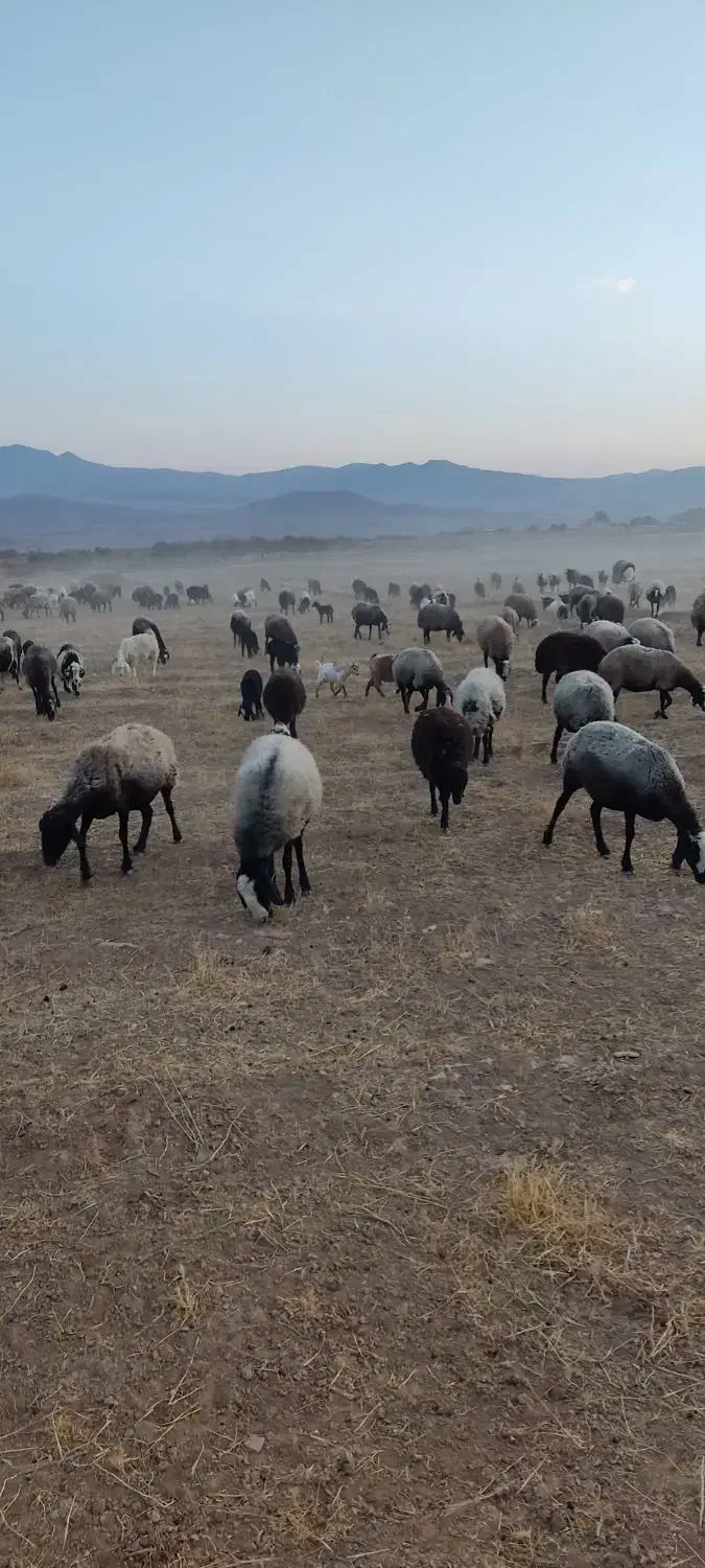 فروش گوسفند نژاد شال ب تعداد100راس|حیوانات مزرعه|ضیاء آباد, |دیوار