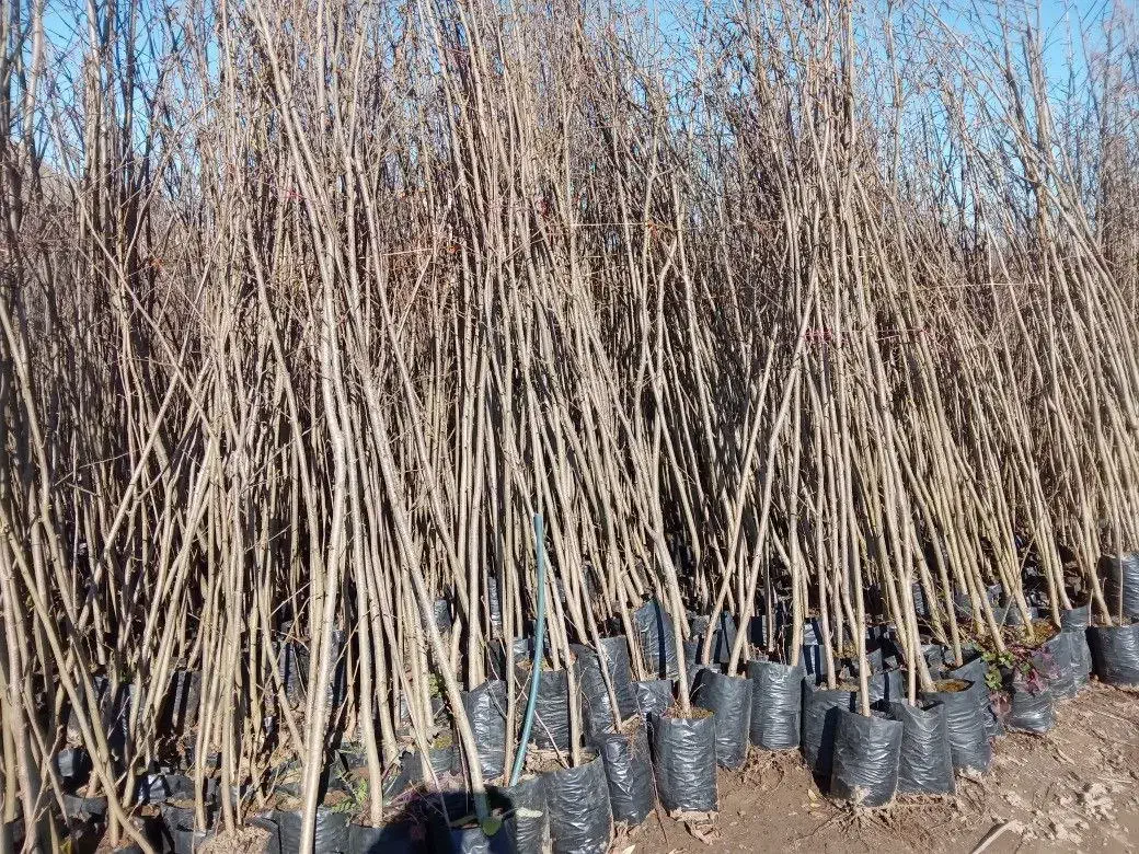 نهالستان پالیز دارای مجوز جهاد کشاورزی|خدمات باغبانی و درختکاری|لار, |دیوار