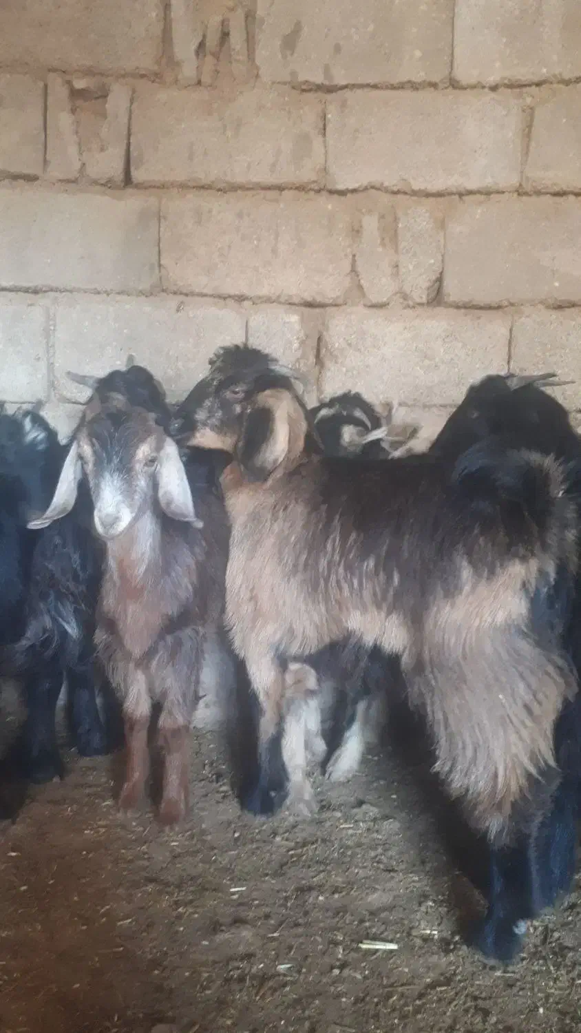 ۱۳راس بزغاله ماده چاق چاق|حیوانات مزرعه|اندیمشک, |دیوار