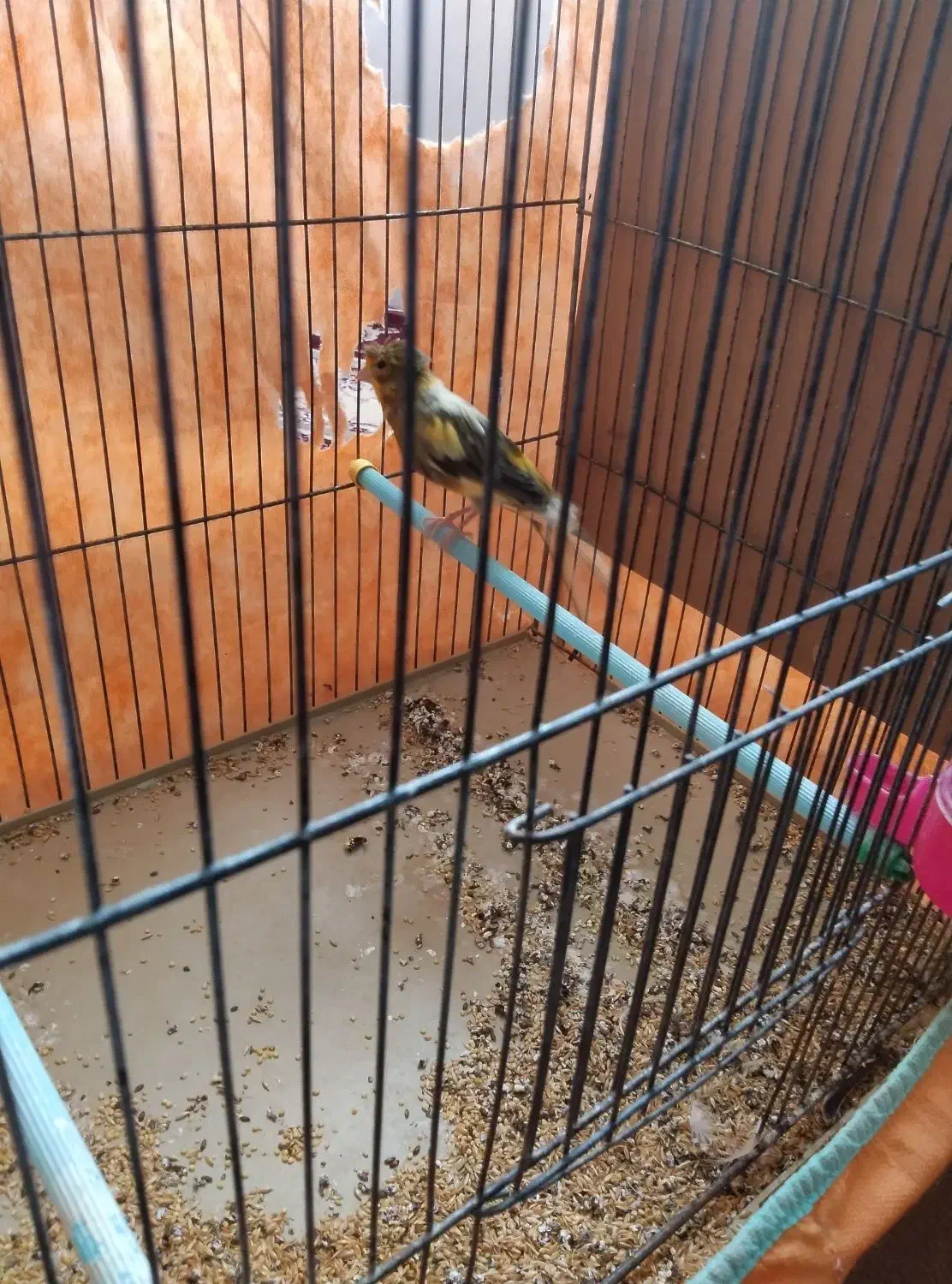 قناری ابلق کاکلی|پرنده|فارسان, |دیوار