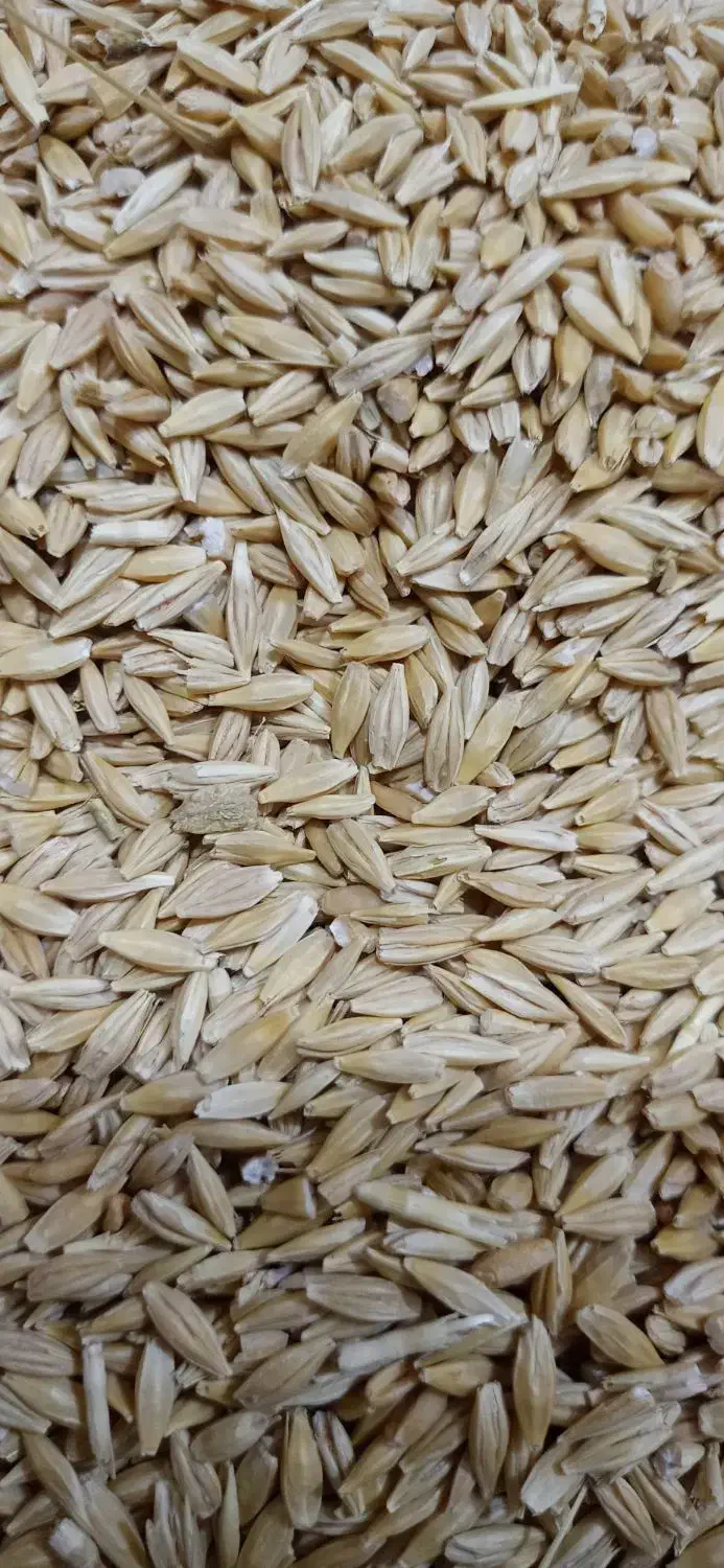 جو دیم بسیار چاق تمیز|عمدهفروشی|سنقر, |دیوار