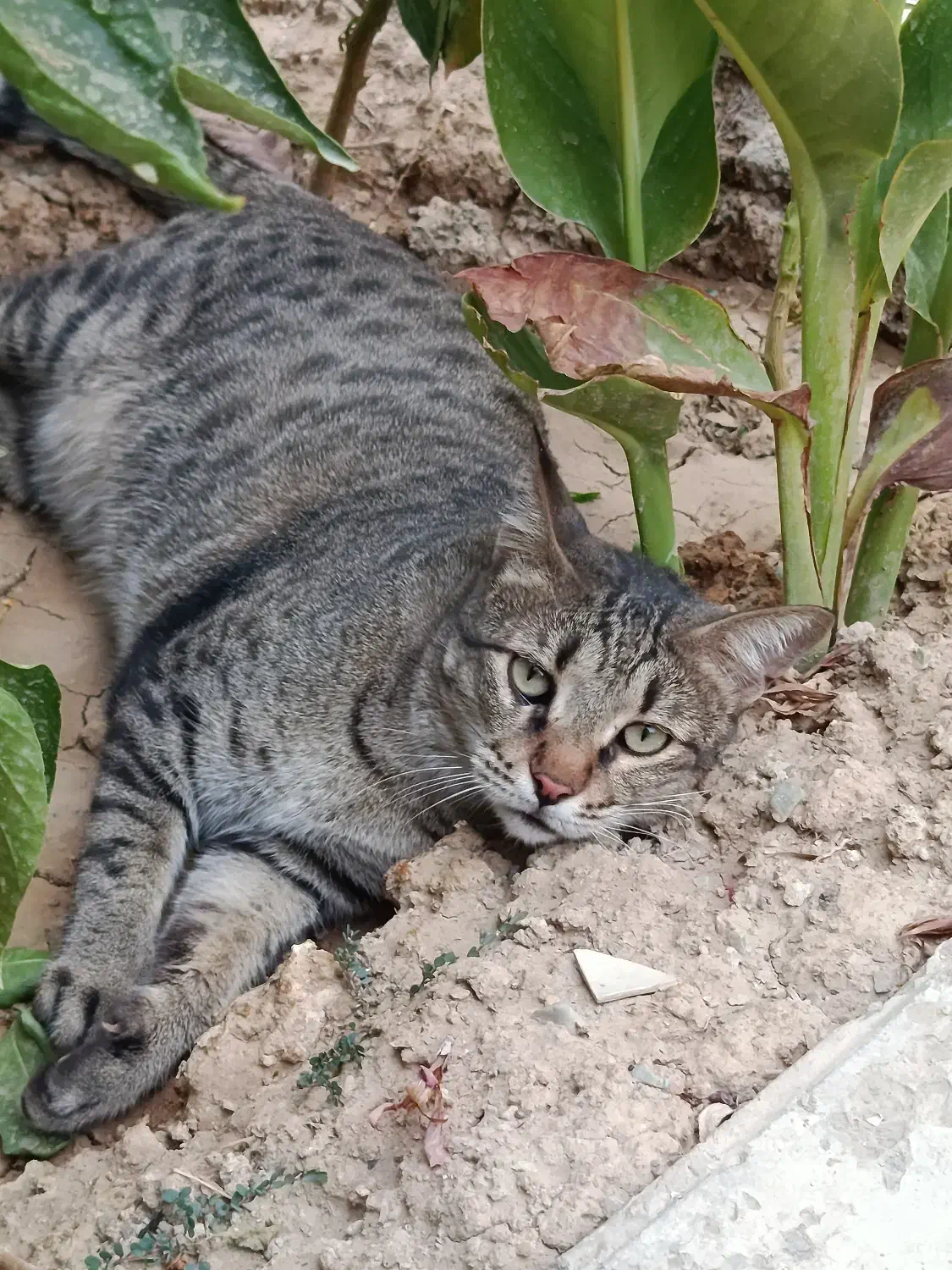 گربه گمشده|حیوانات|چهاردانگه (تهران), |دیوار