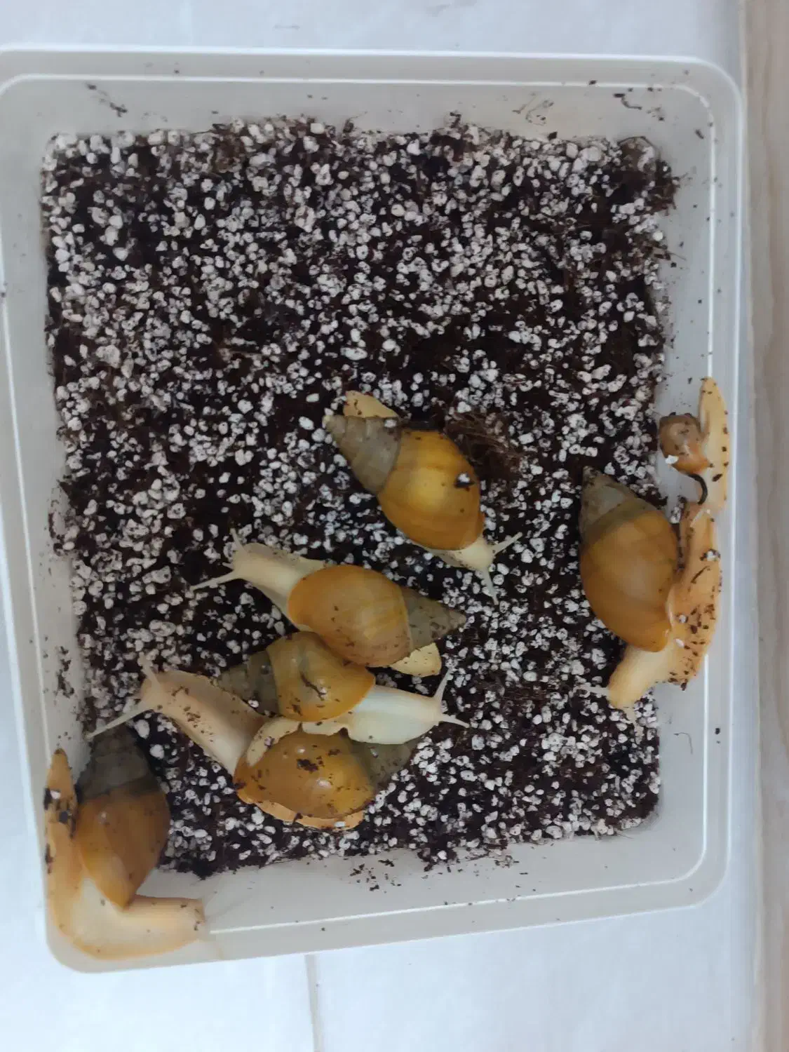 حلزون|خزنده|محمدشهر, سیدآباد|دیوار