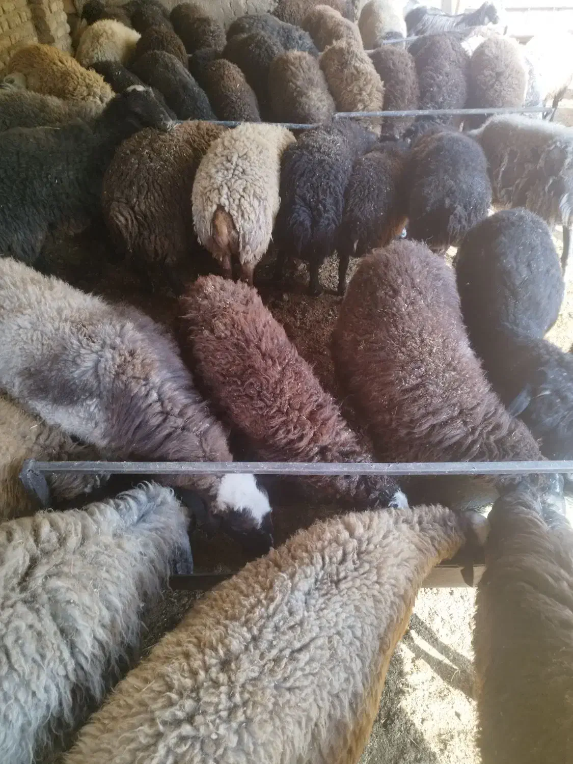 گوسفند زنده بره نر میش بز|حیوانات مزرعه|قرچک, صالح آباد|دیوار