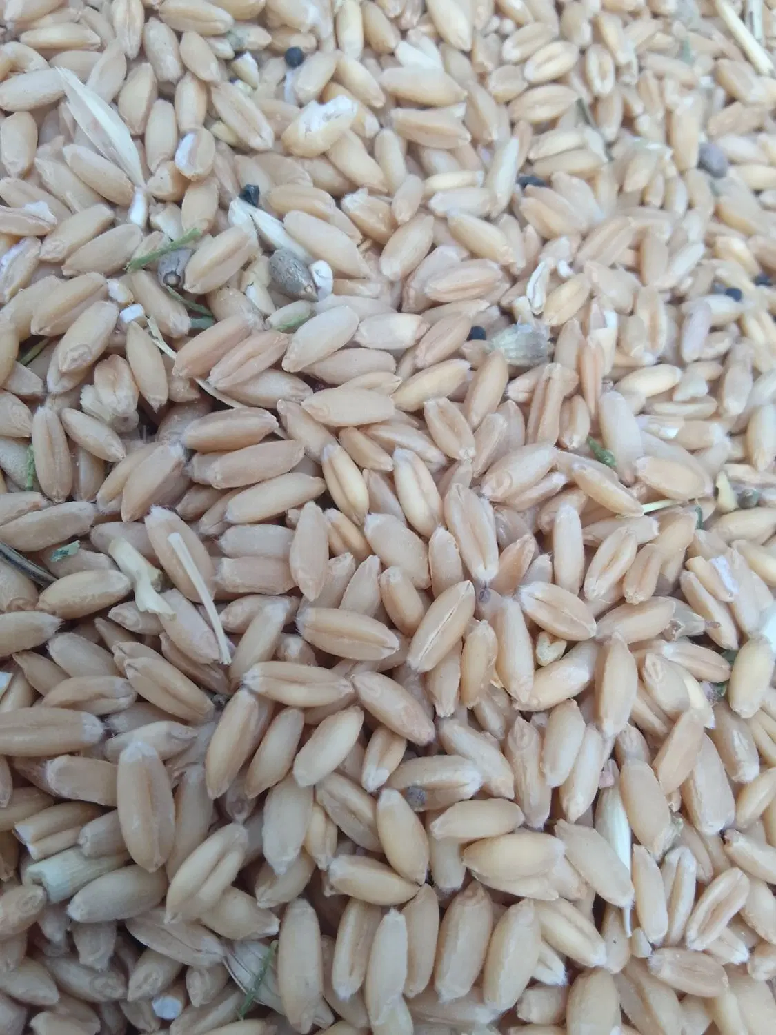 گندم|عمده‌فروشی|بهارستان, |دیوار