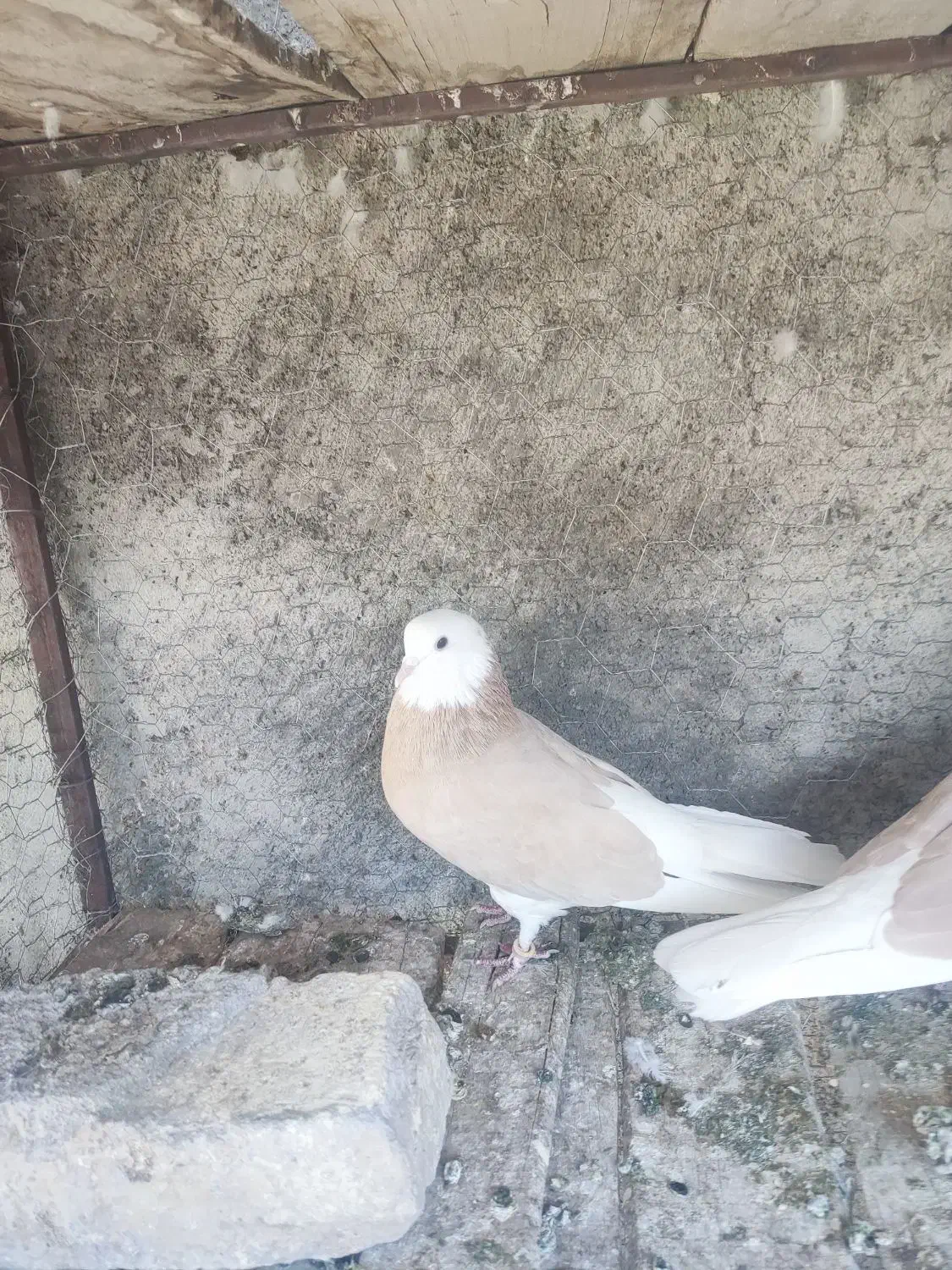 شازده زرد|پرنده|مبارکه, |دیوار