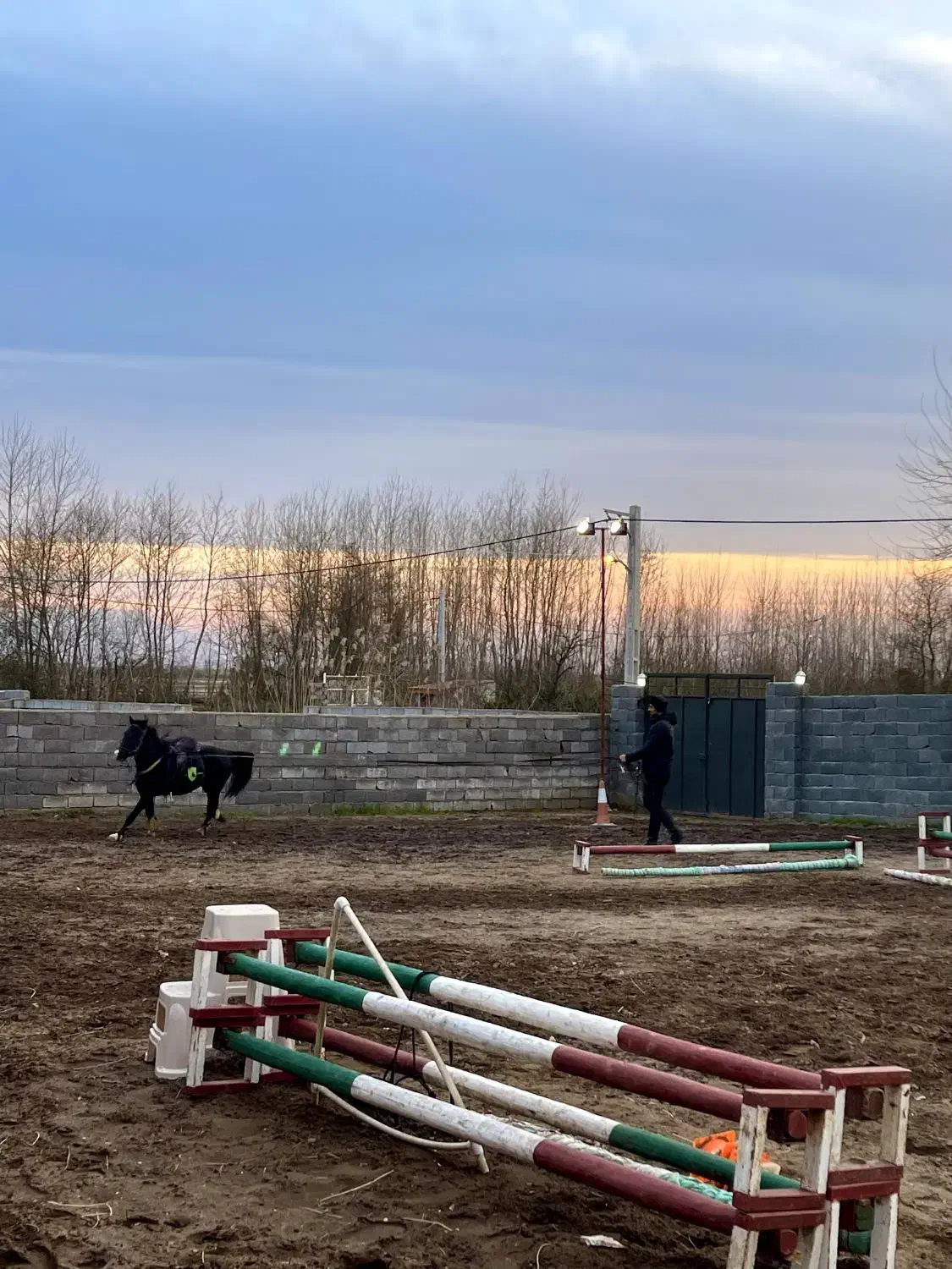 اسب نریون کرد مشکی|اسب و تجهیزات اسبسواری|کیاشهر, |دیوار