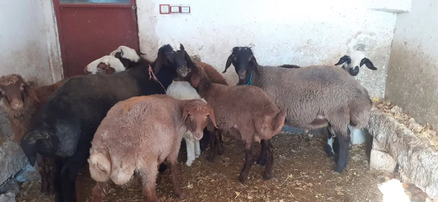 بره و یک عدد بز چاغ|حیوانات مزرعه|نورآباد, |دیوار