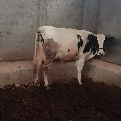 گاو شکم اول نخلی|حیوانات مزرعه|نجفآباد, یزدانشهر|دیوار