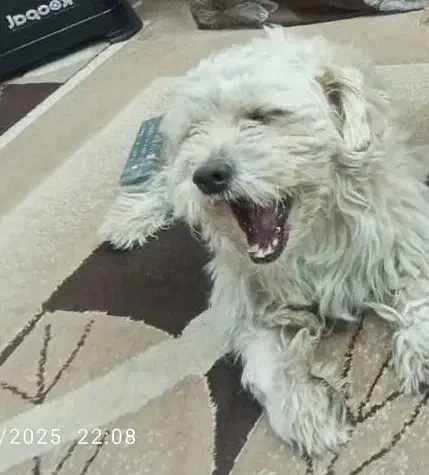 سگ پا کوتاه (پاپی)|سگ|لار, |دیوار