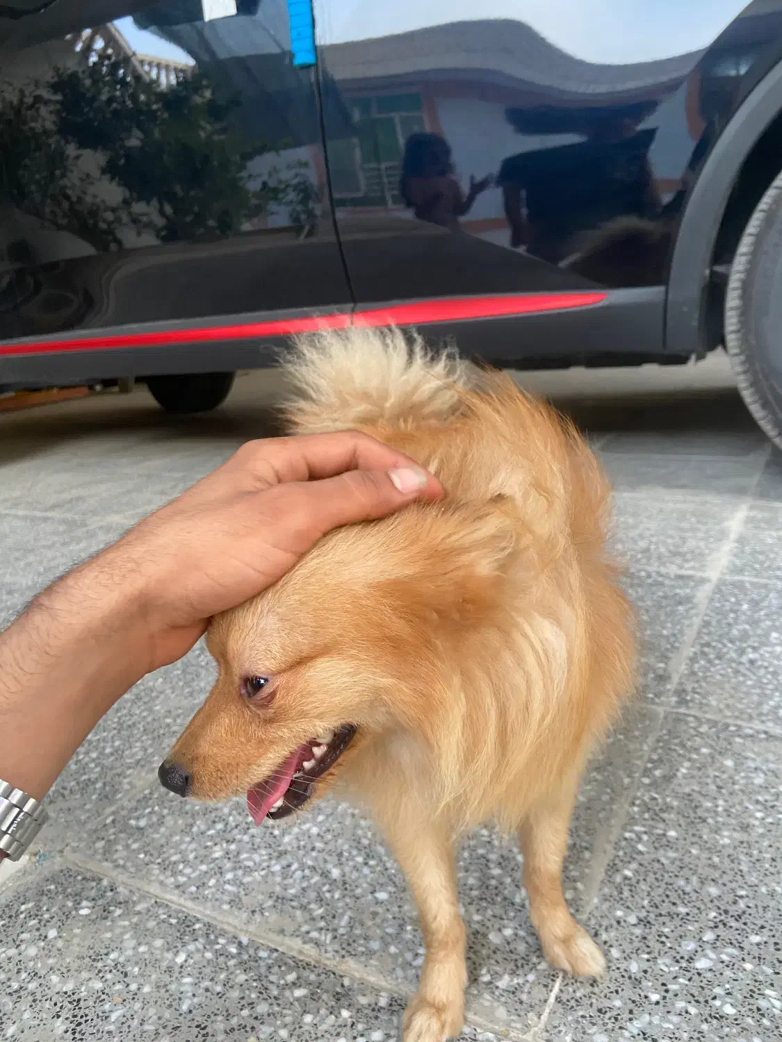 سگ فروشی|سگ|میناب, |دیوار