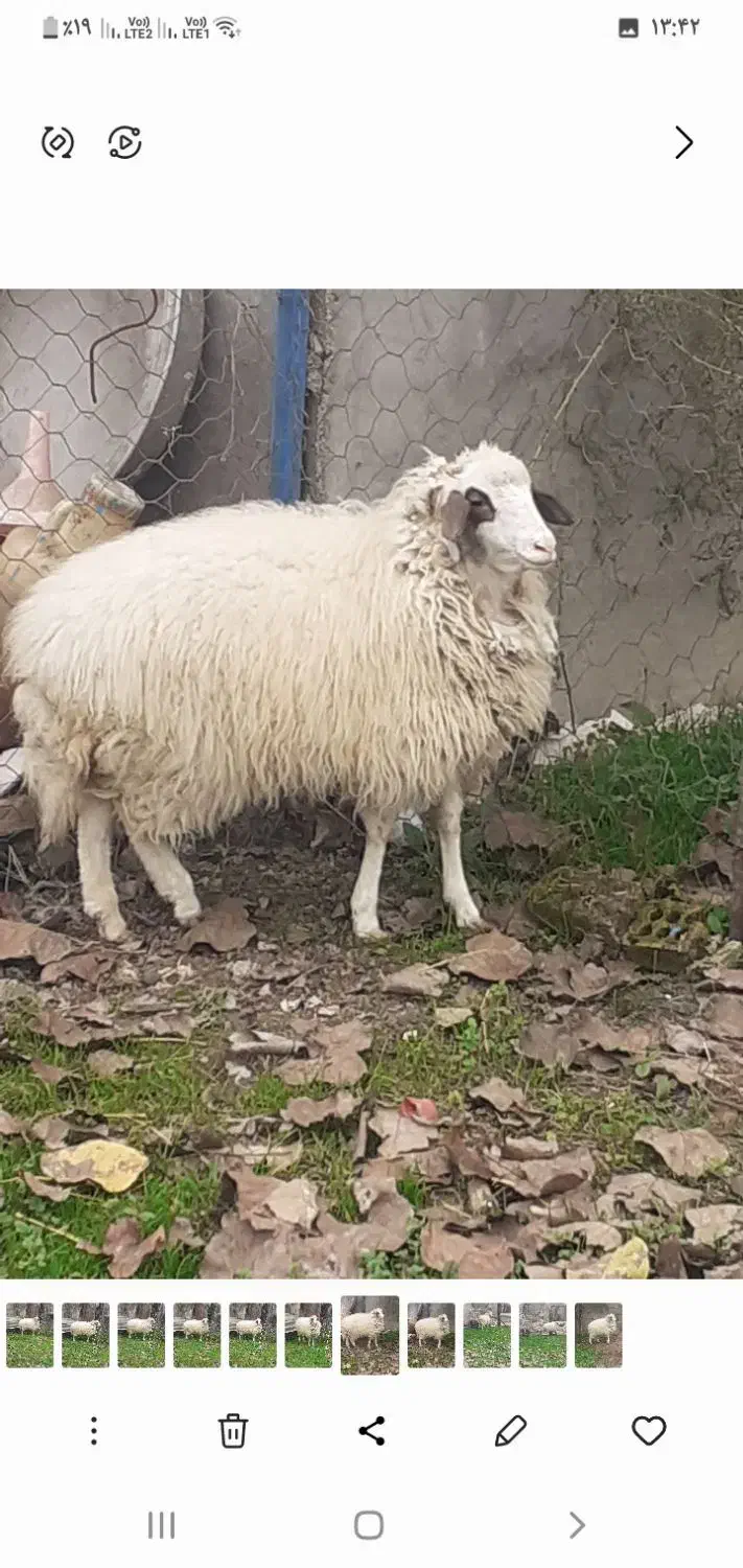 بره جوان|حیوانات مزرعه|صومعه‌سرا, |دیوار