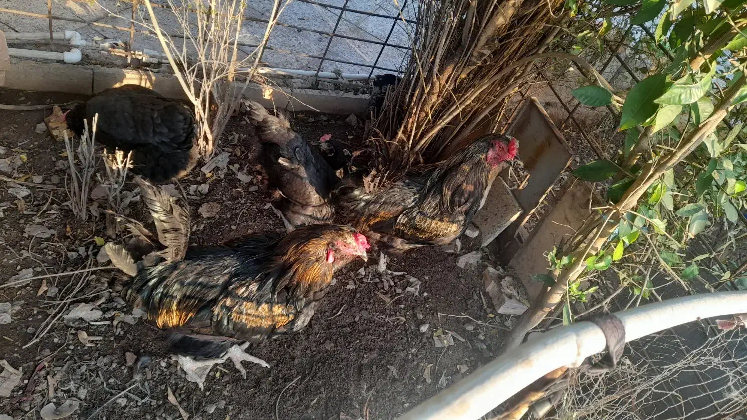 خروش محلی خوش خوراک|حیوانات مزرعه|مسجد سلیمان, |دیوار