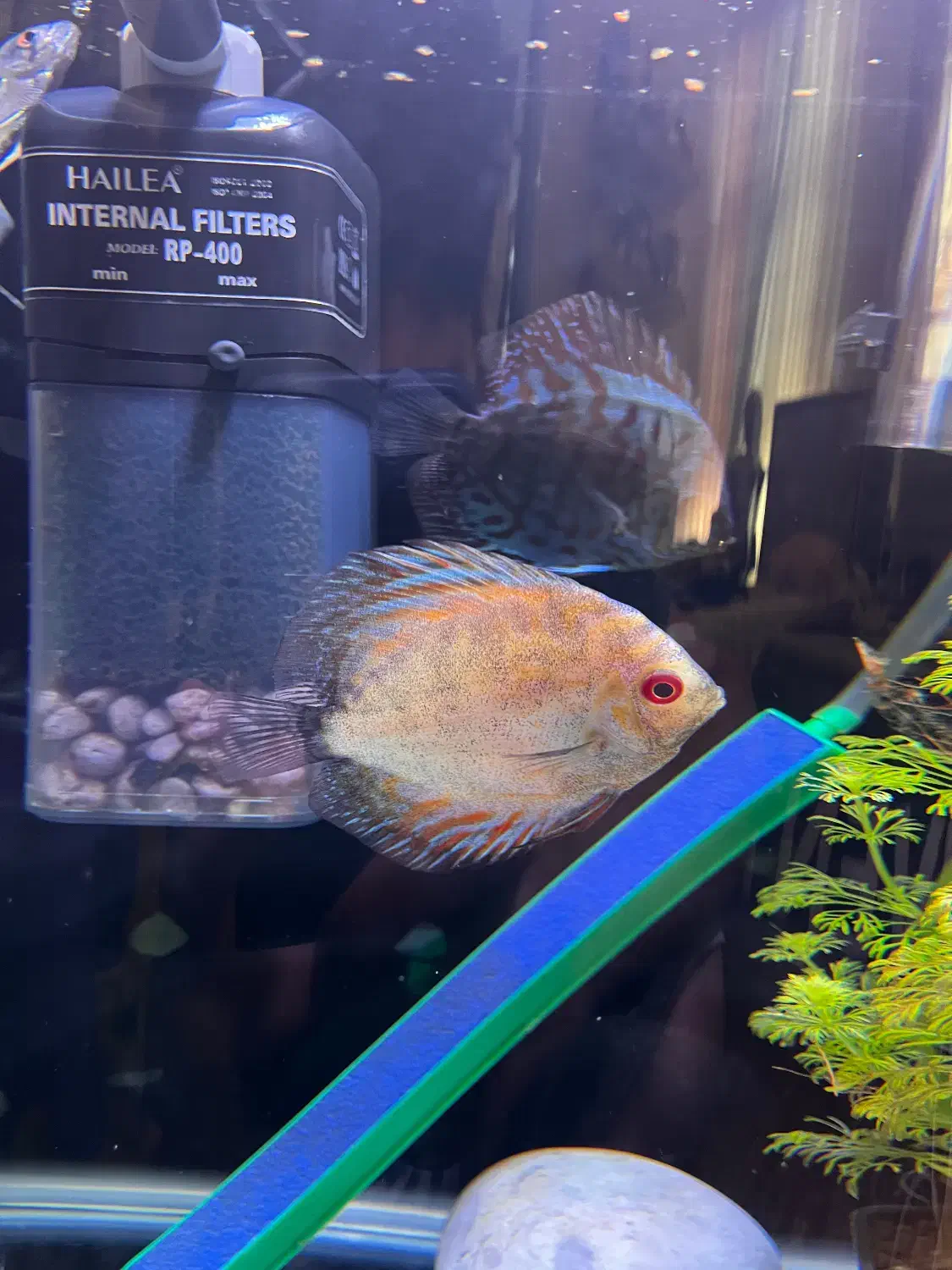 ماهی.ماهی دیسکس|ماهی|زابل, |دیوار