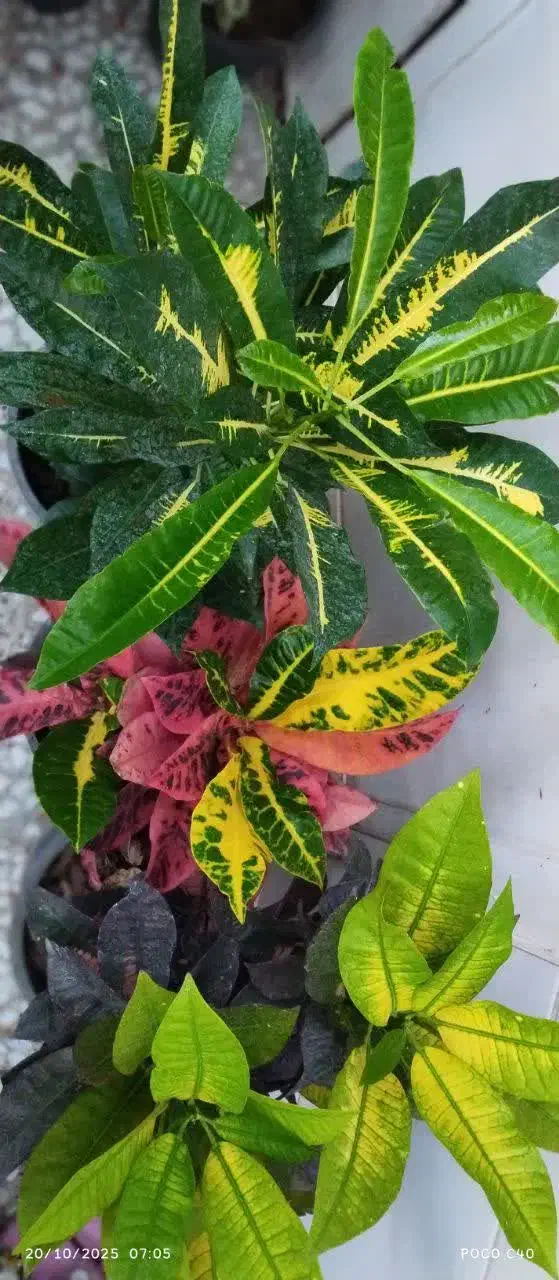 گل گل گل|گل و گیاه طبیعی|قم, زاد|دیوار