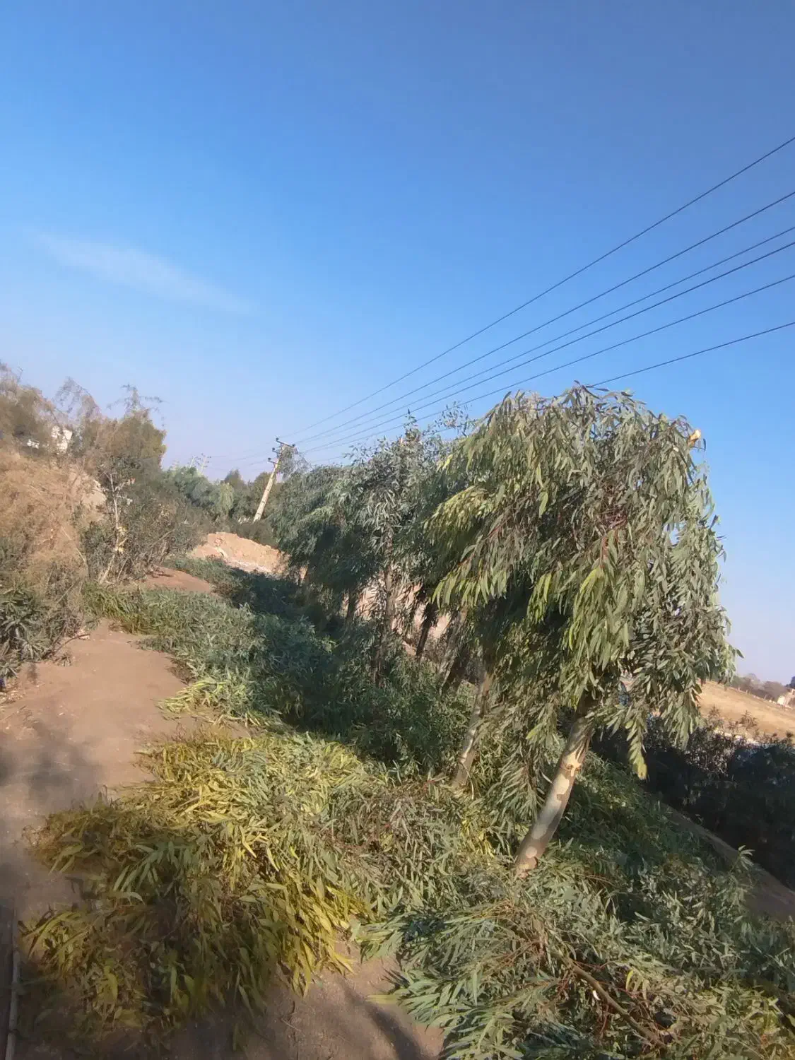 هرس.باغبانی|خدمات باغبانی و درختکاری|قم, بلوار امین و ساحلی|دیوار