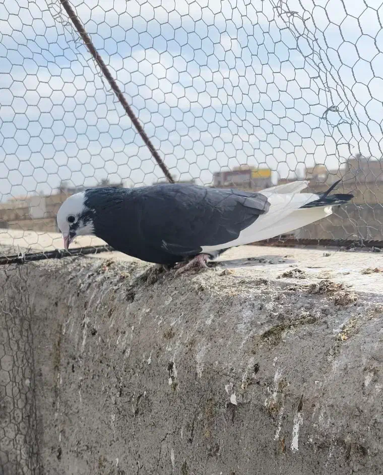 کبوتر تهرونی|پرنده|لنجان, |دیوار