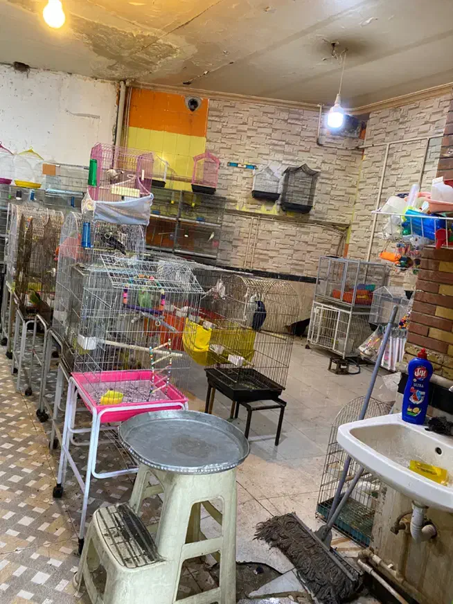 وسایل جانبی حیوانات|لوازم جانبی حیوانات|تبریز, |دیوار