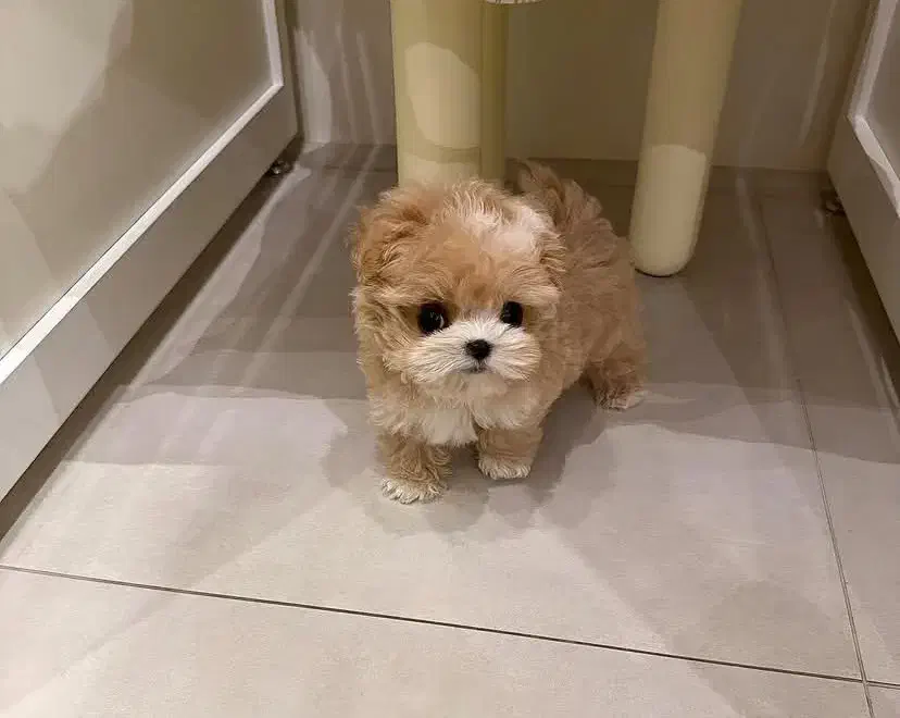 سگ عروسکی|سگ|قزوین, |دیوار