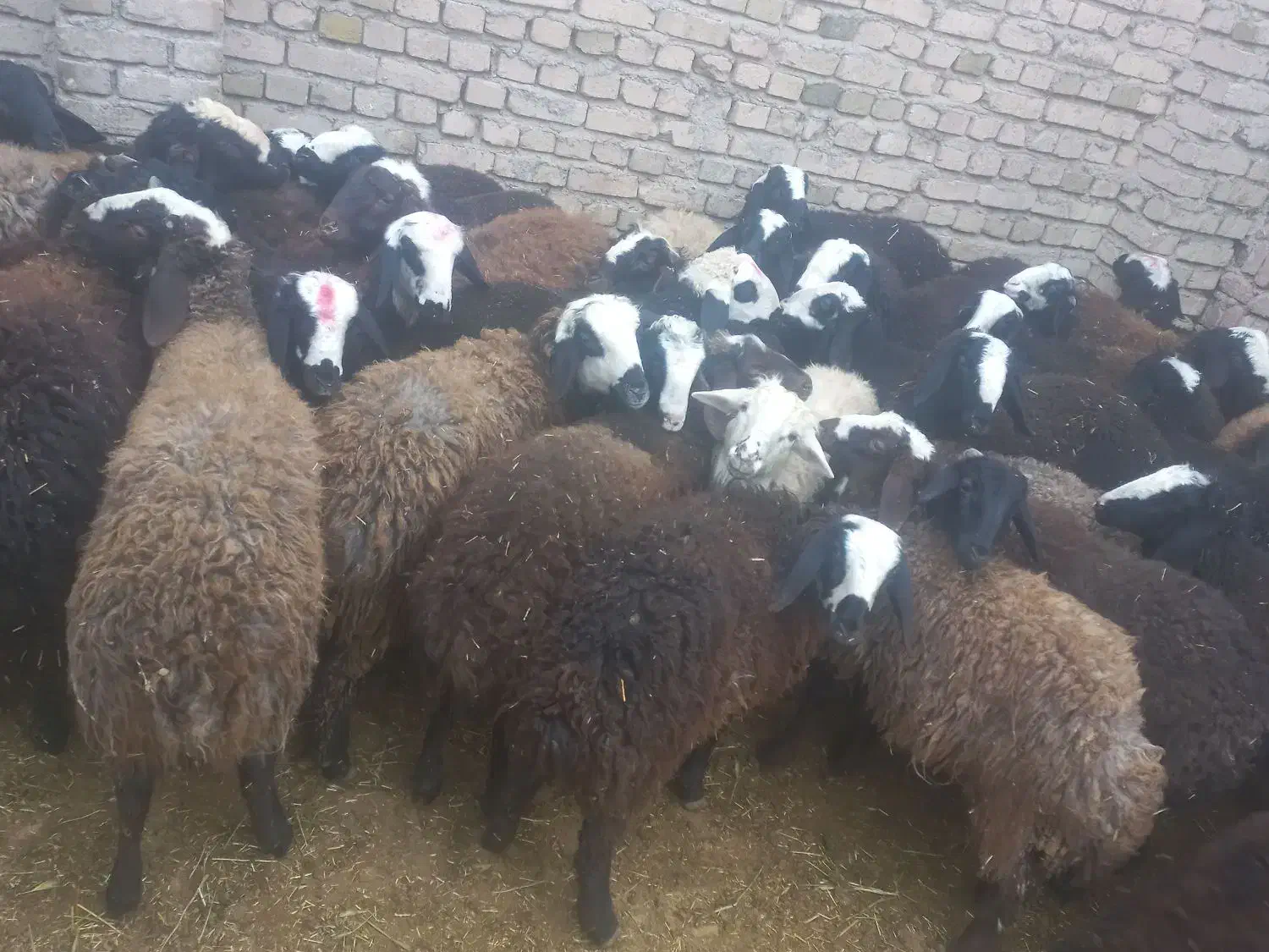 تعداد ۴۳راس بره نر اصیل شال درجه یک|حیوانات مزرعه|دشتابی, |دیوار