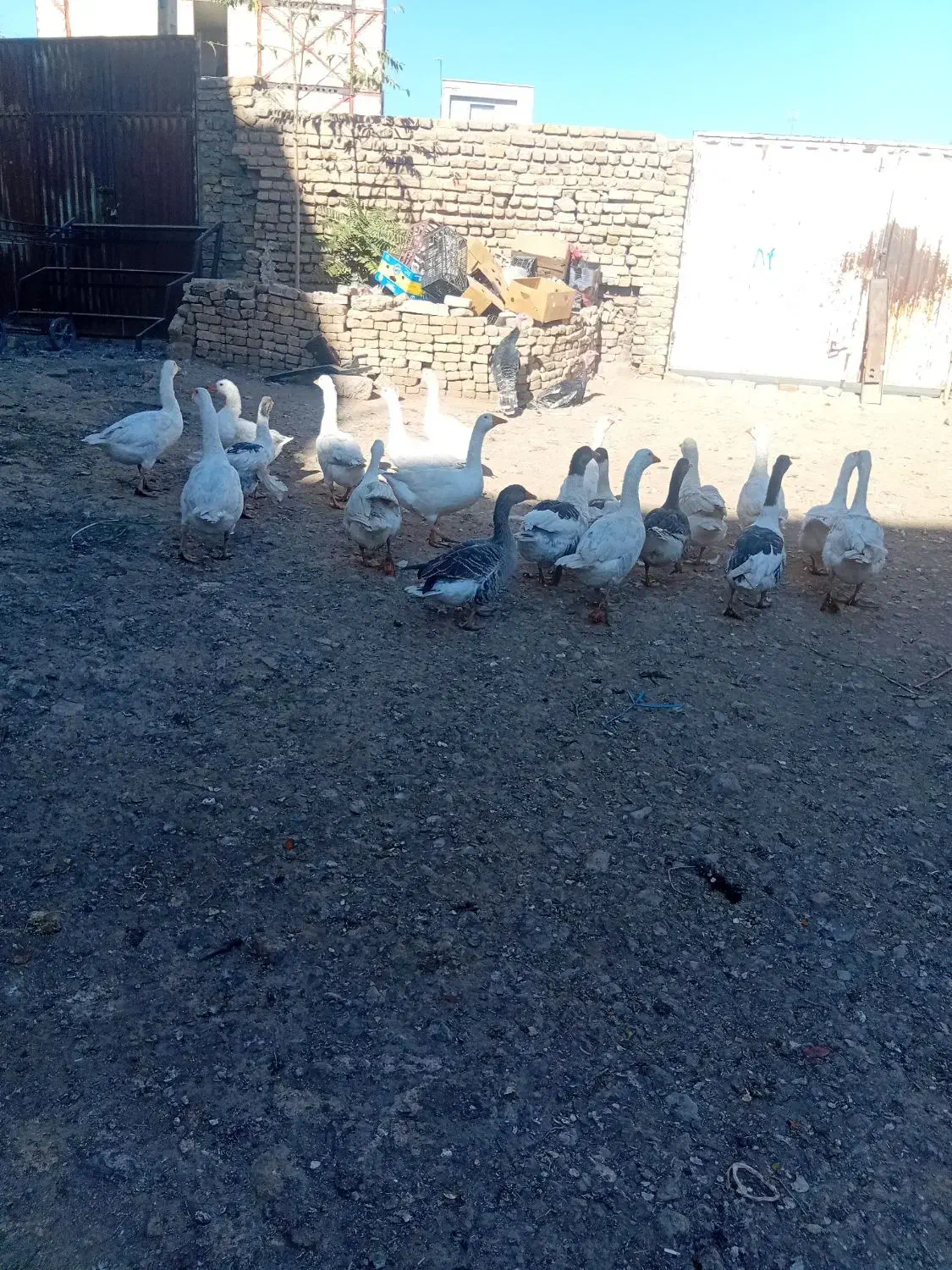 ۱۹ عددغاز جوان به شرط|حیوانات مزرعه|قزوین, |دیوار