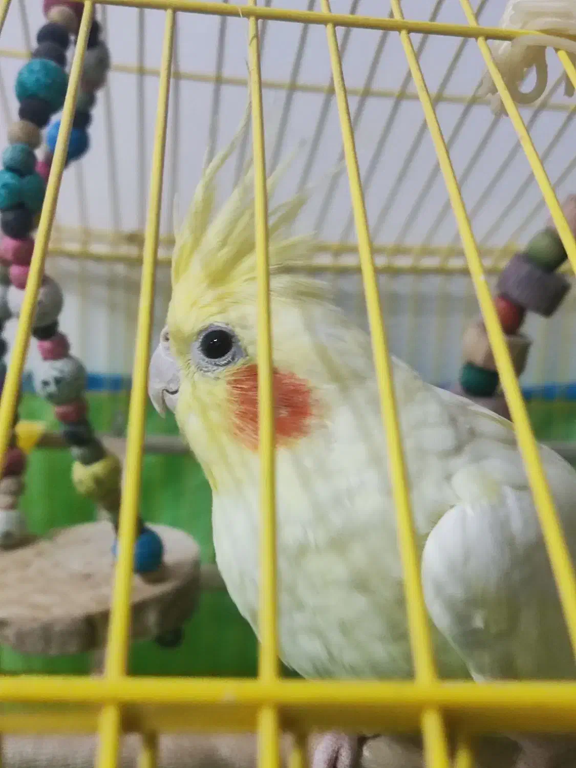 عروس هلندی پخ|پرنده|شفت, |دیوار