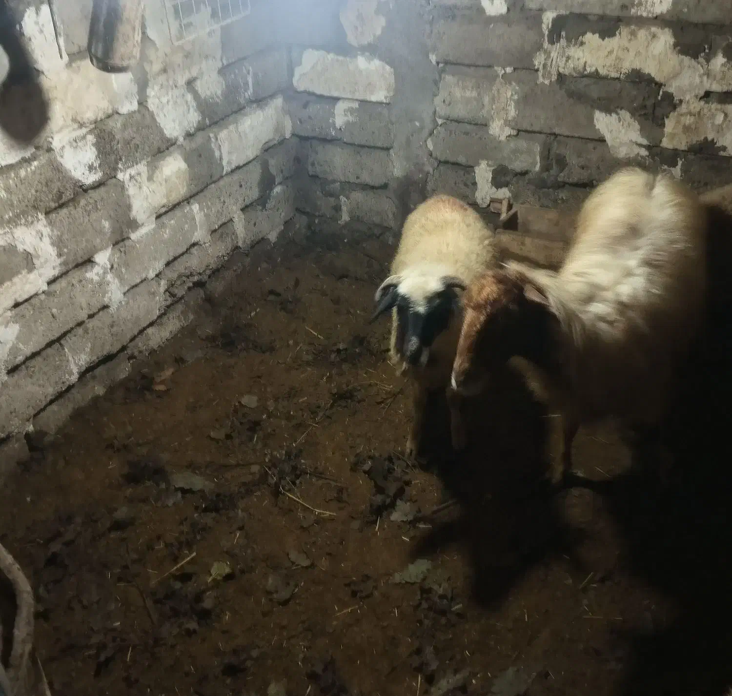 گوسفند با بره|حیوانات مزرعه|املش, |دیوار