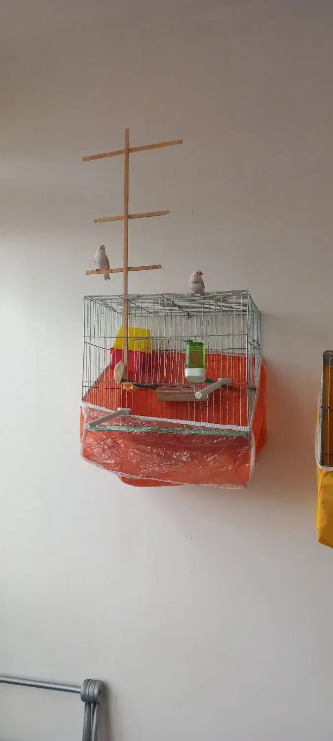 فنچ|پرنده|مراغه, |دیوار