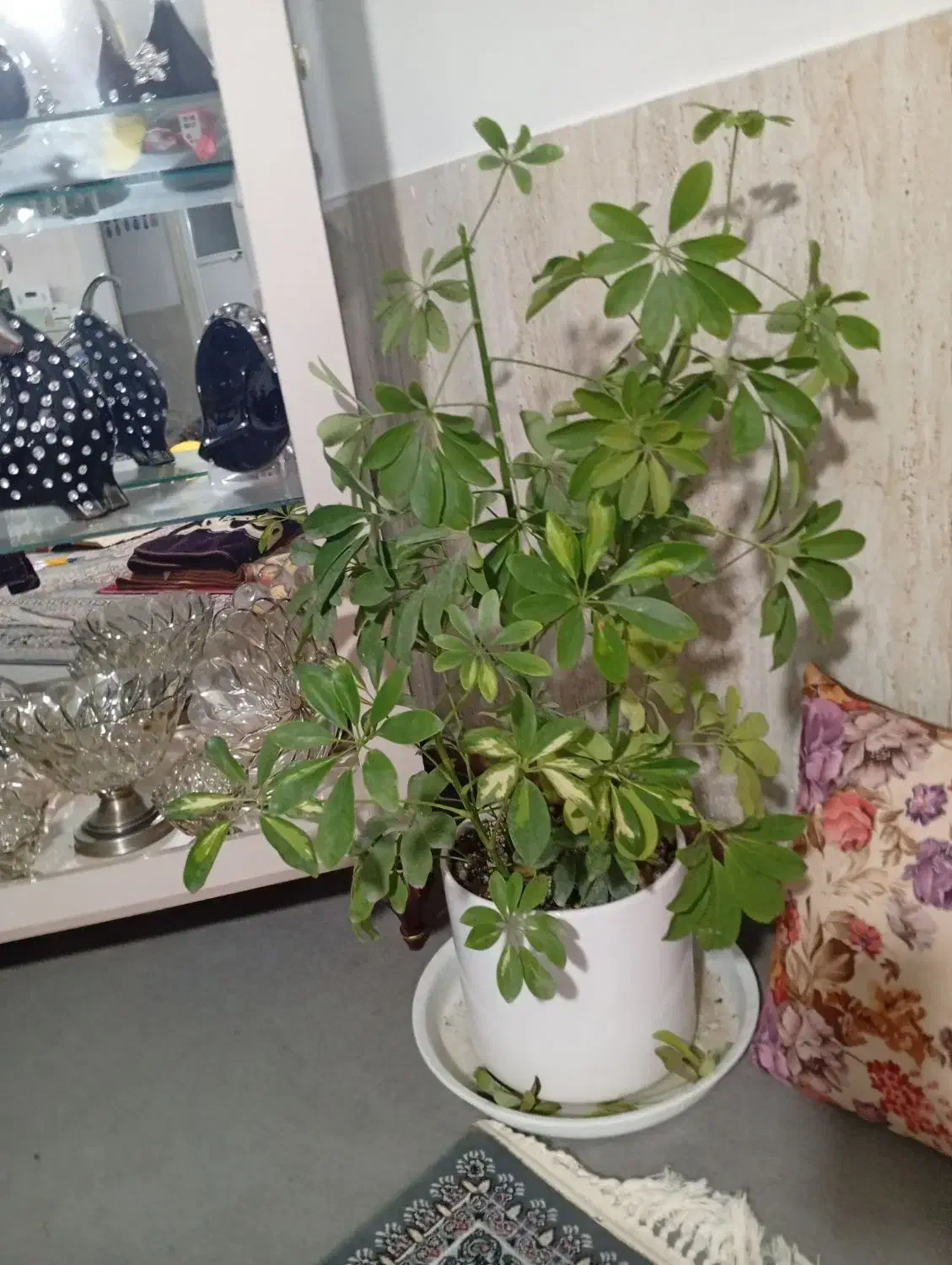 گل شفلر|گل و گیاه طبیعی|سبزوار, شرق کال شمالی|دیوار