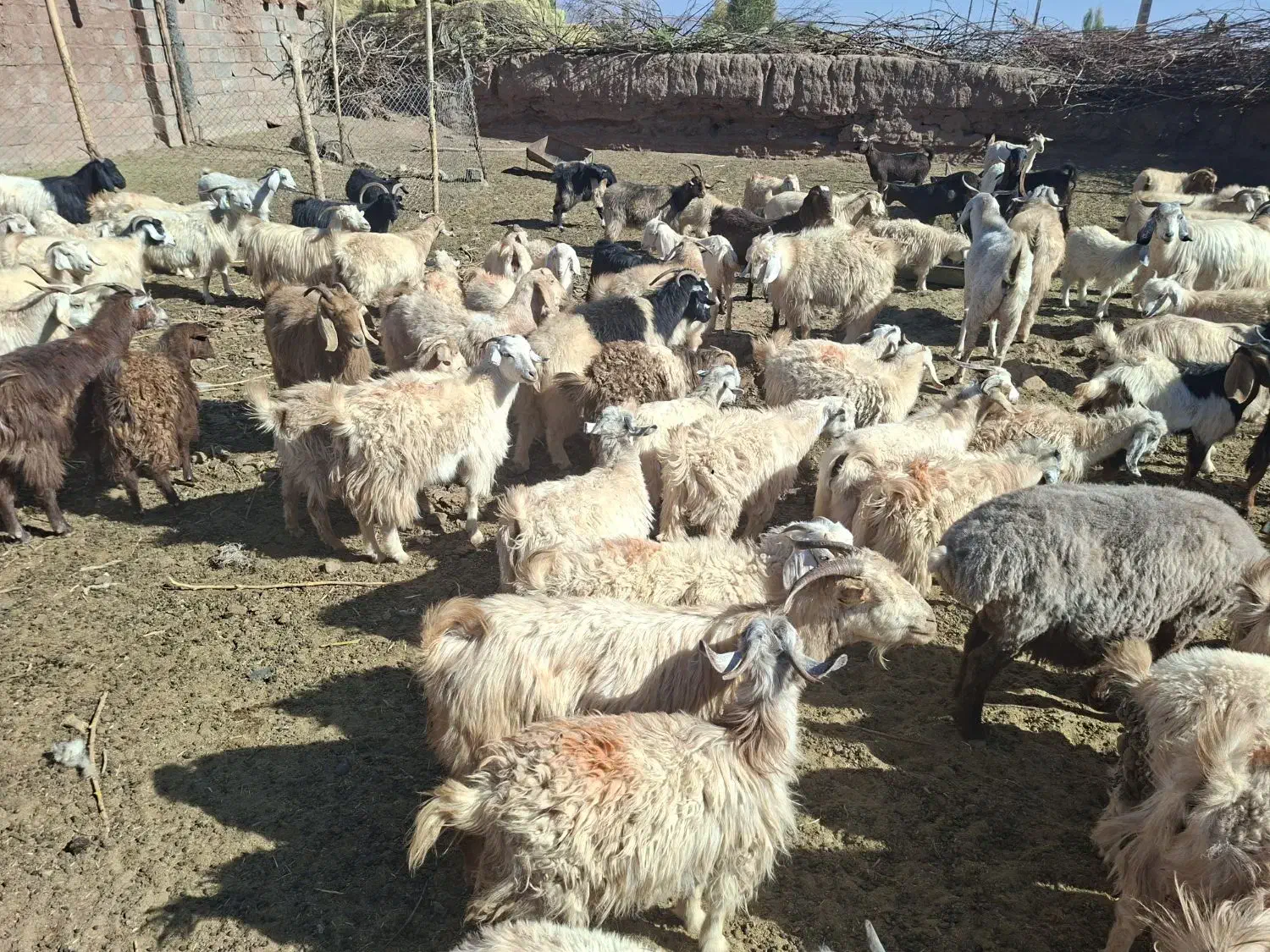 بز کورکی|حیوانات مزرعه|گلزار, |دیوار