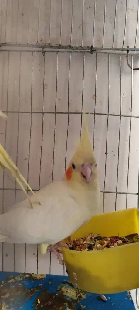 عروس هلندی زعفرانی و لیتینو|پرنده|خرمشهر, |دیوار