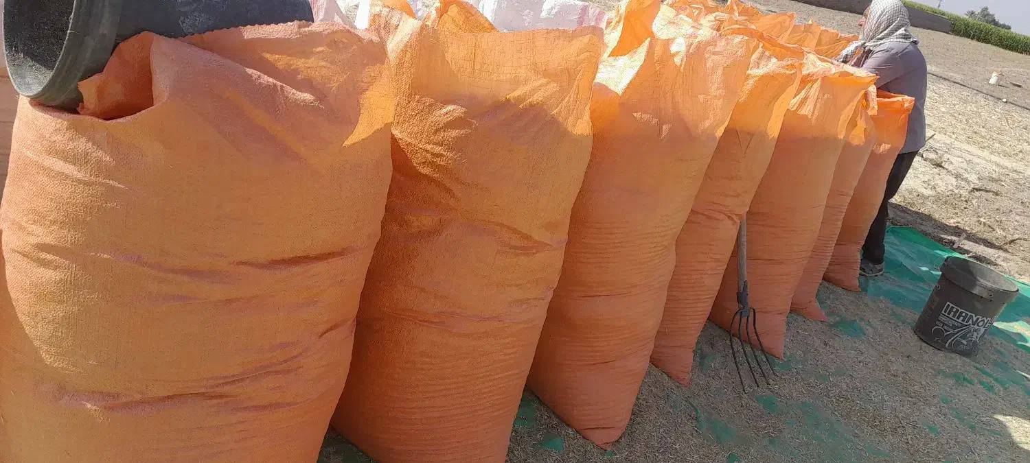 کاه ماشک و لوبیا|خدمات باغبانی و درختکاری|دهدشت, |دیوار