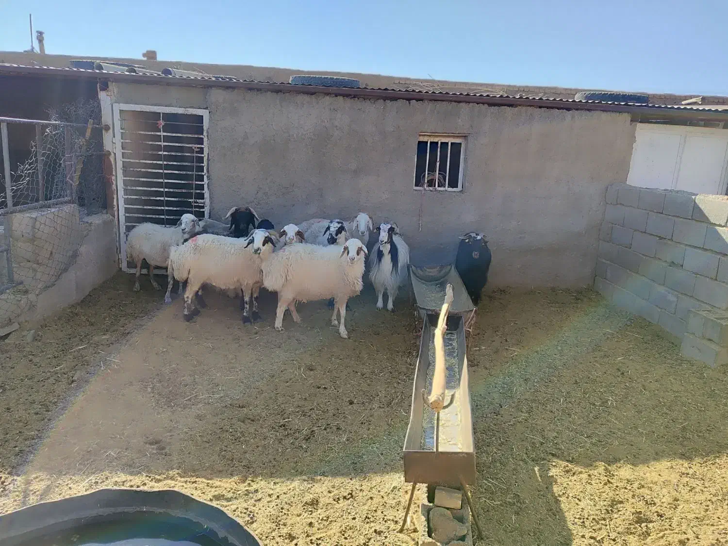 میش و بز|حیوانات مزرعه|بهمن صغاد, |دیوار