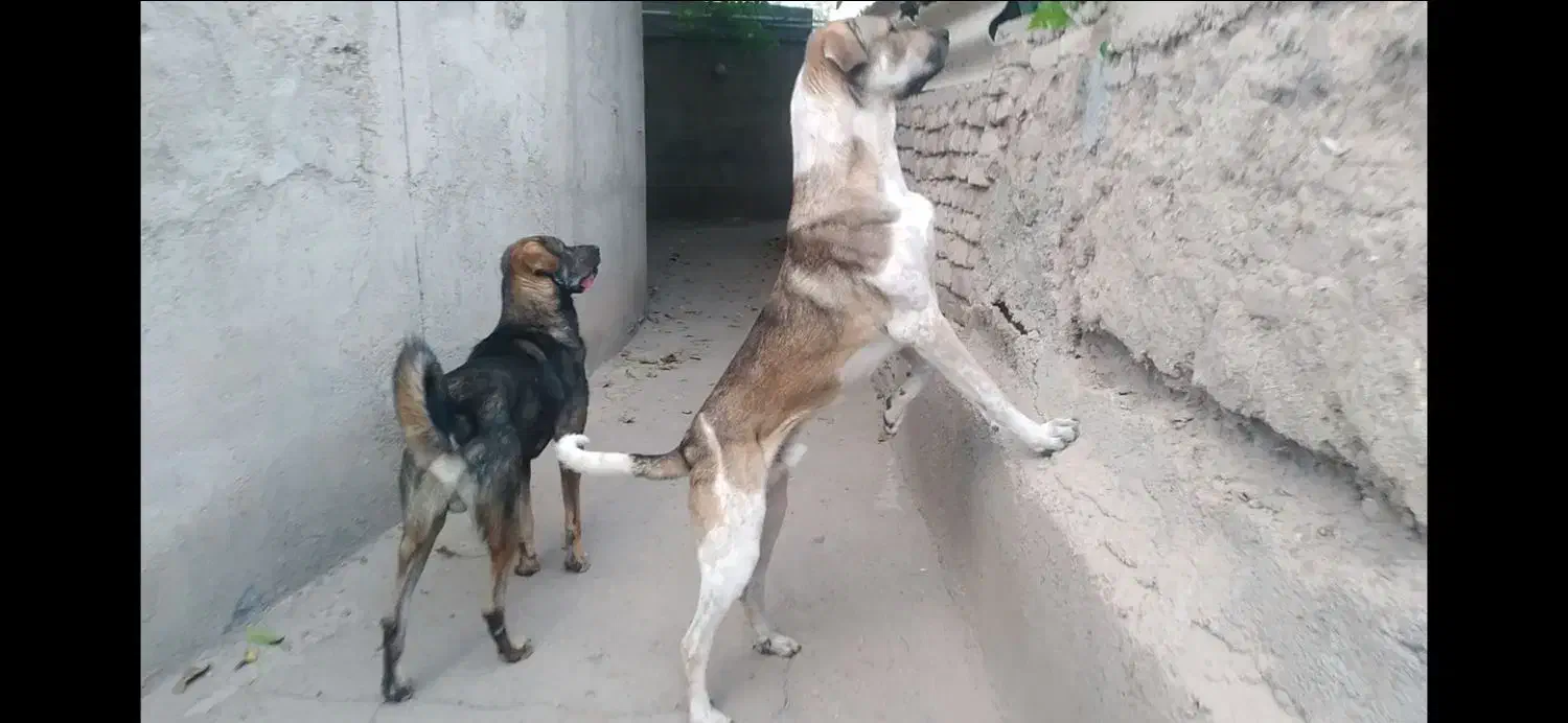 نر پانزده ماه نوه گیله کریم سردشت|سگ|خرمدره, |دیوار