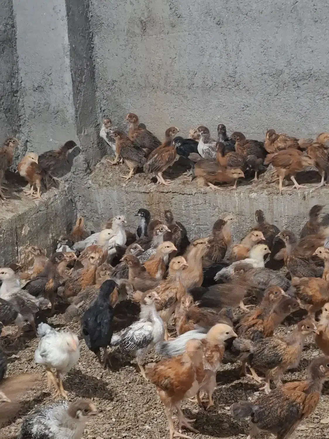 جوجه ای دورگ گلپایگان 30روزه|حیوانات مزرعه|مرودشت, ثبت احوال|دیوار